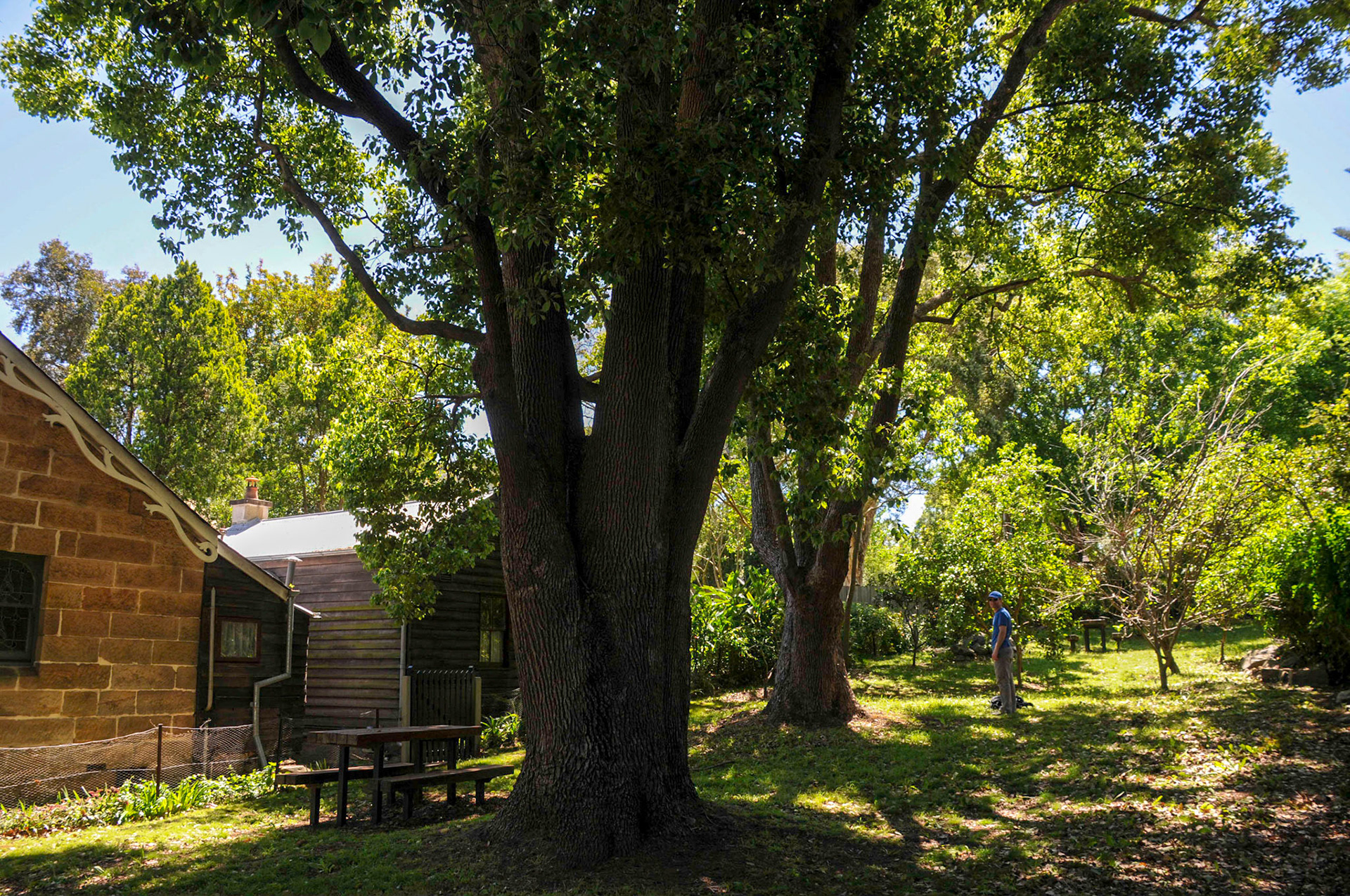 National Trust Orchard (on the High Street)