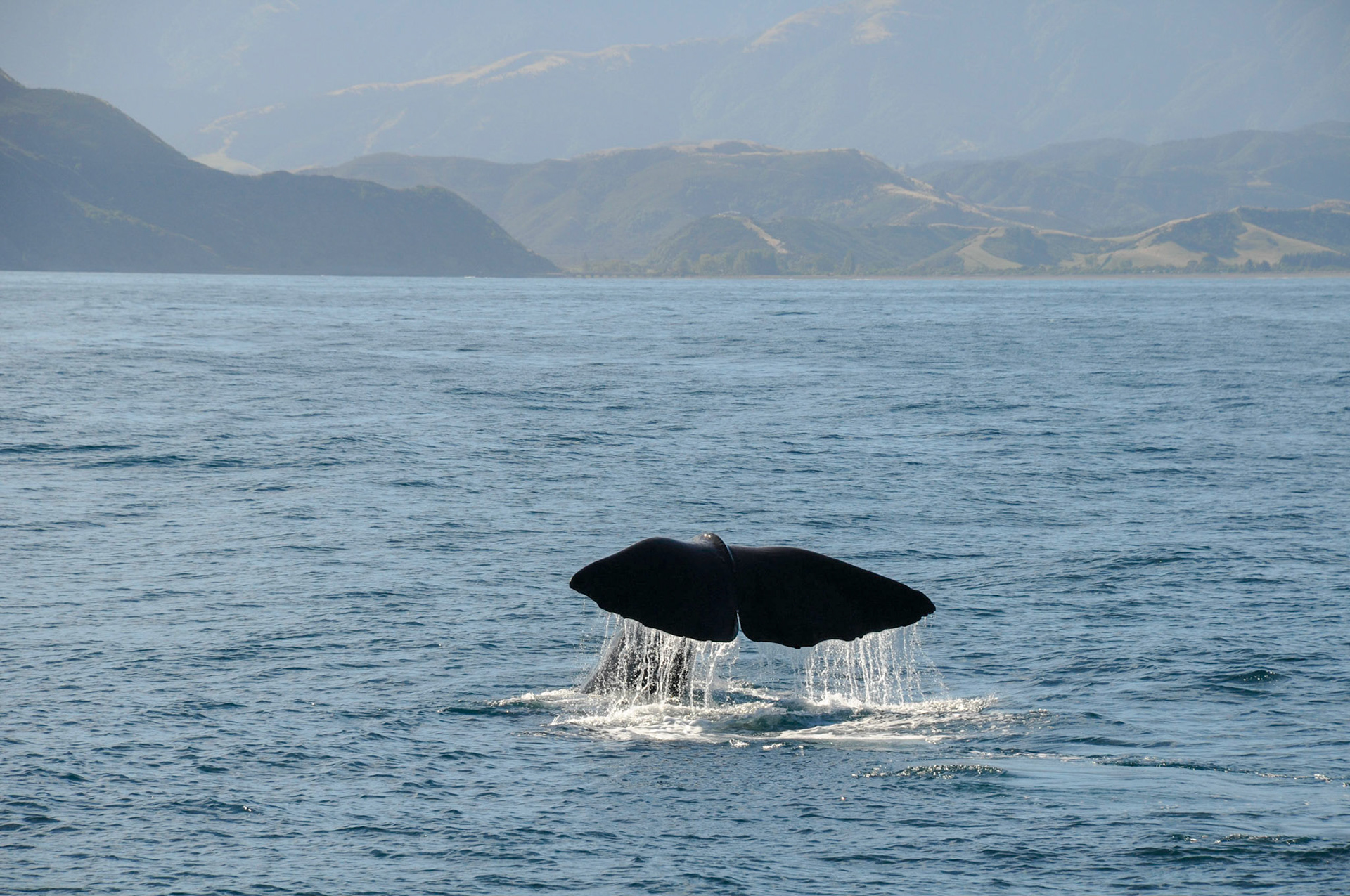 Sperm Whale diving