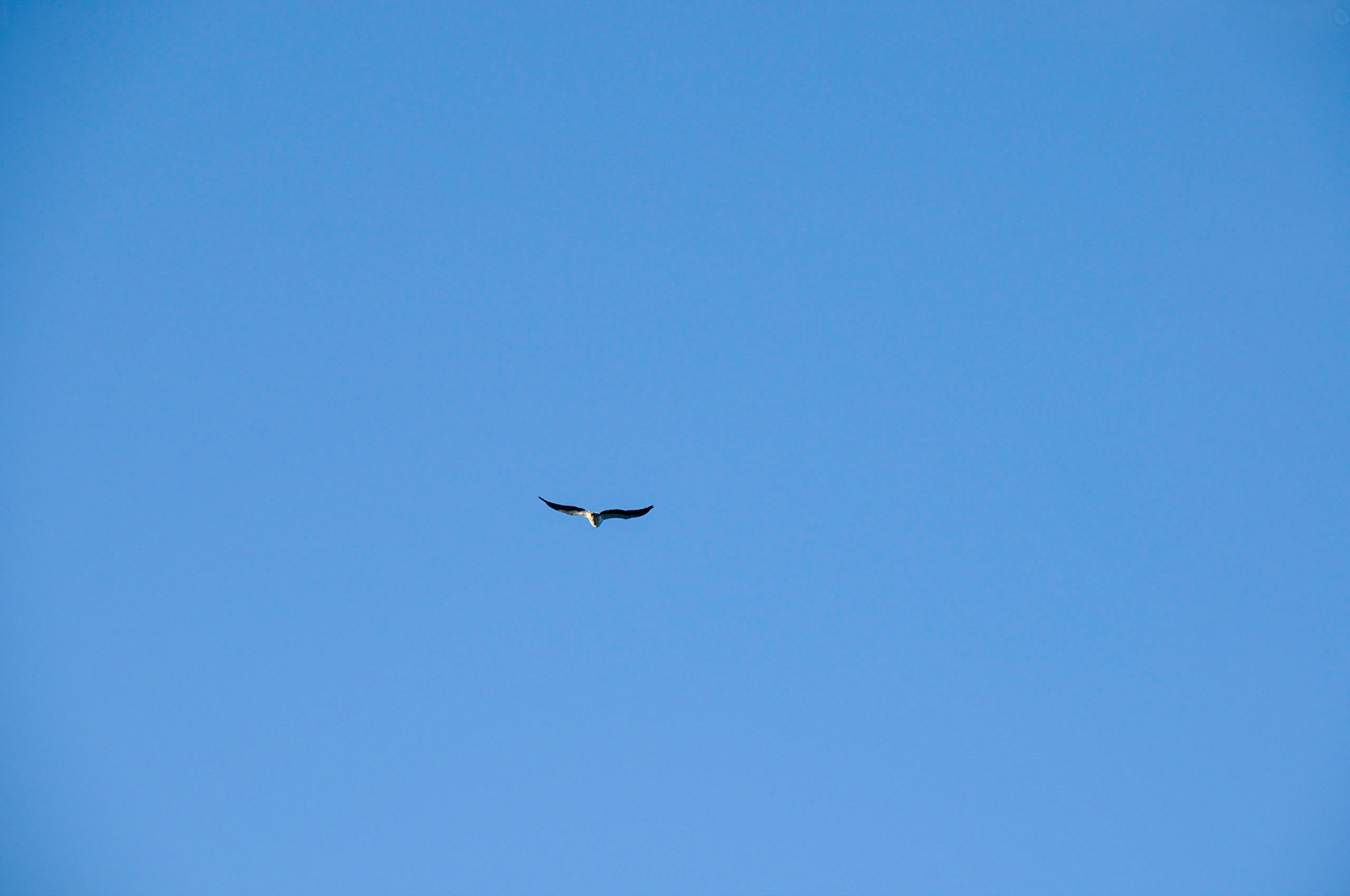 White-bellied Sea Eagle