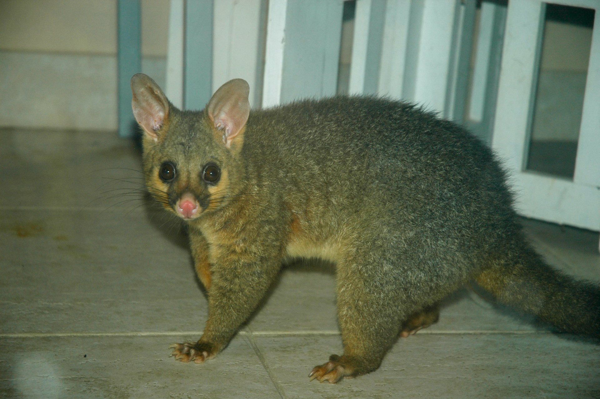 A welcome possum visitor