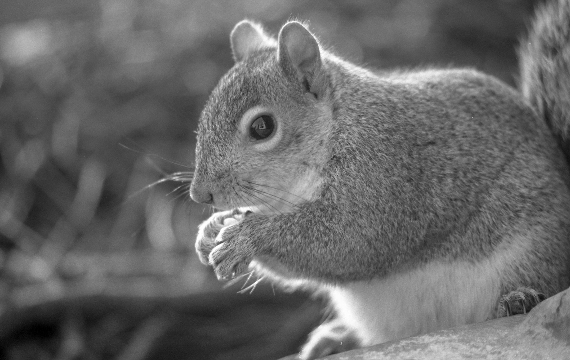 Squirrel