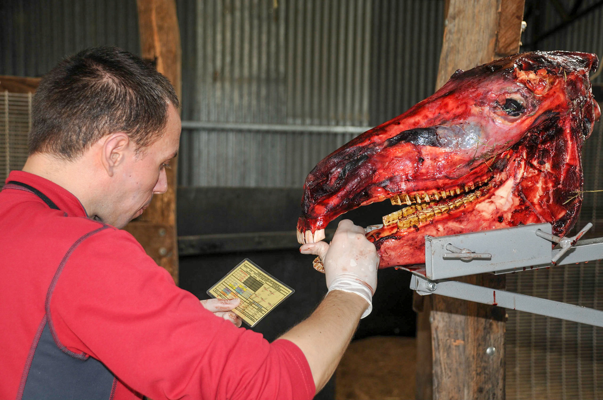 Aging the Horse