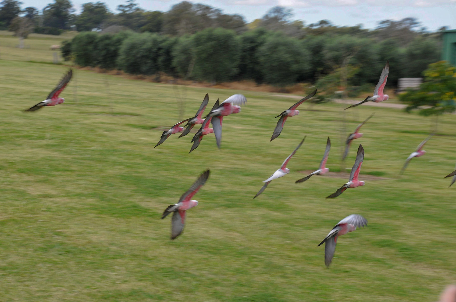 Flaming Galah's