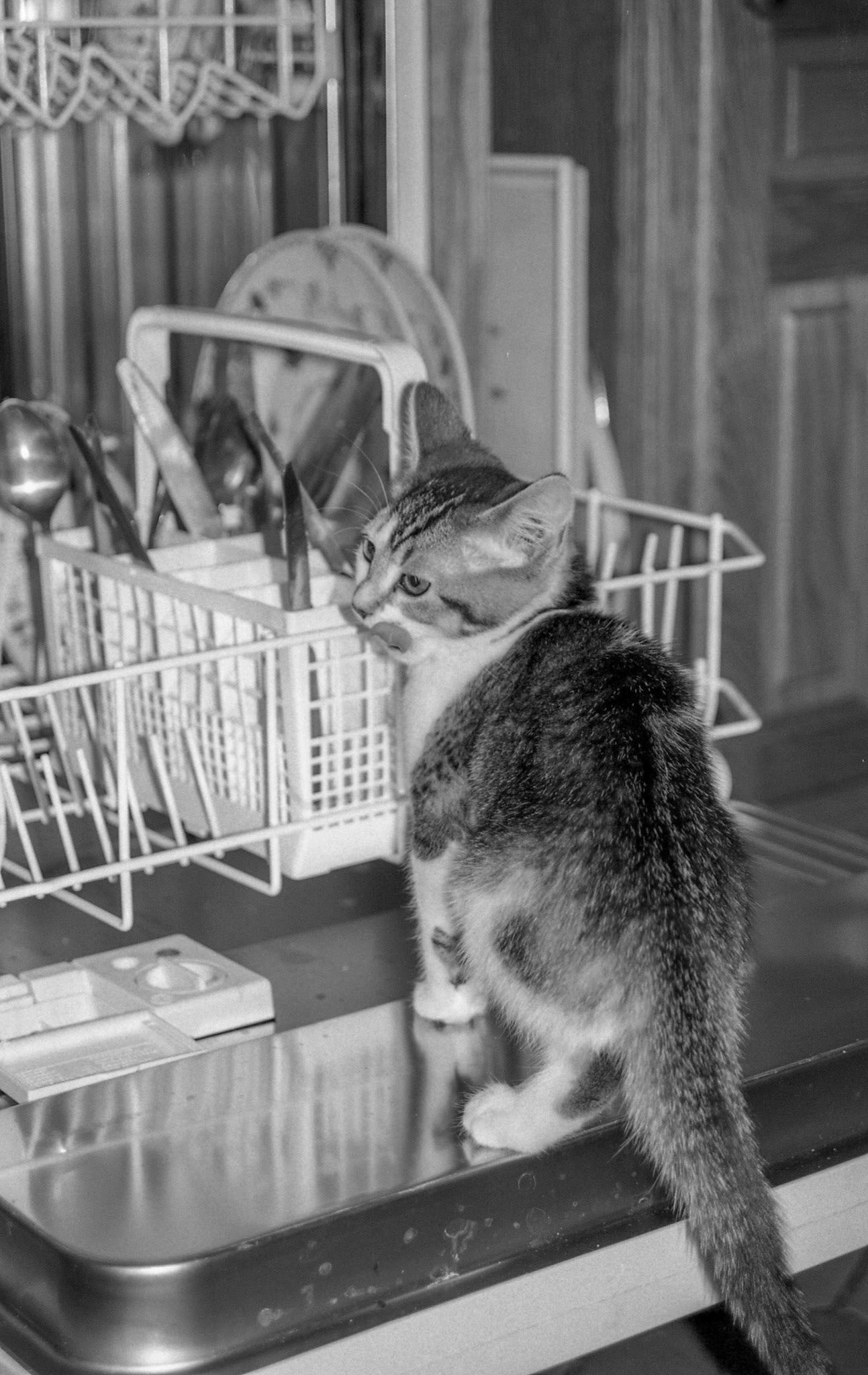 Teasel as a kitten