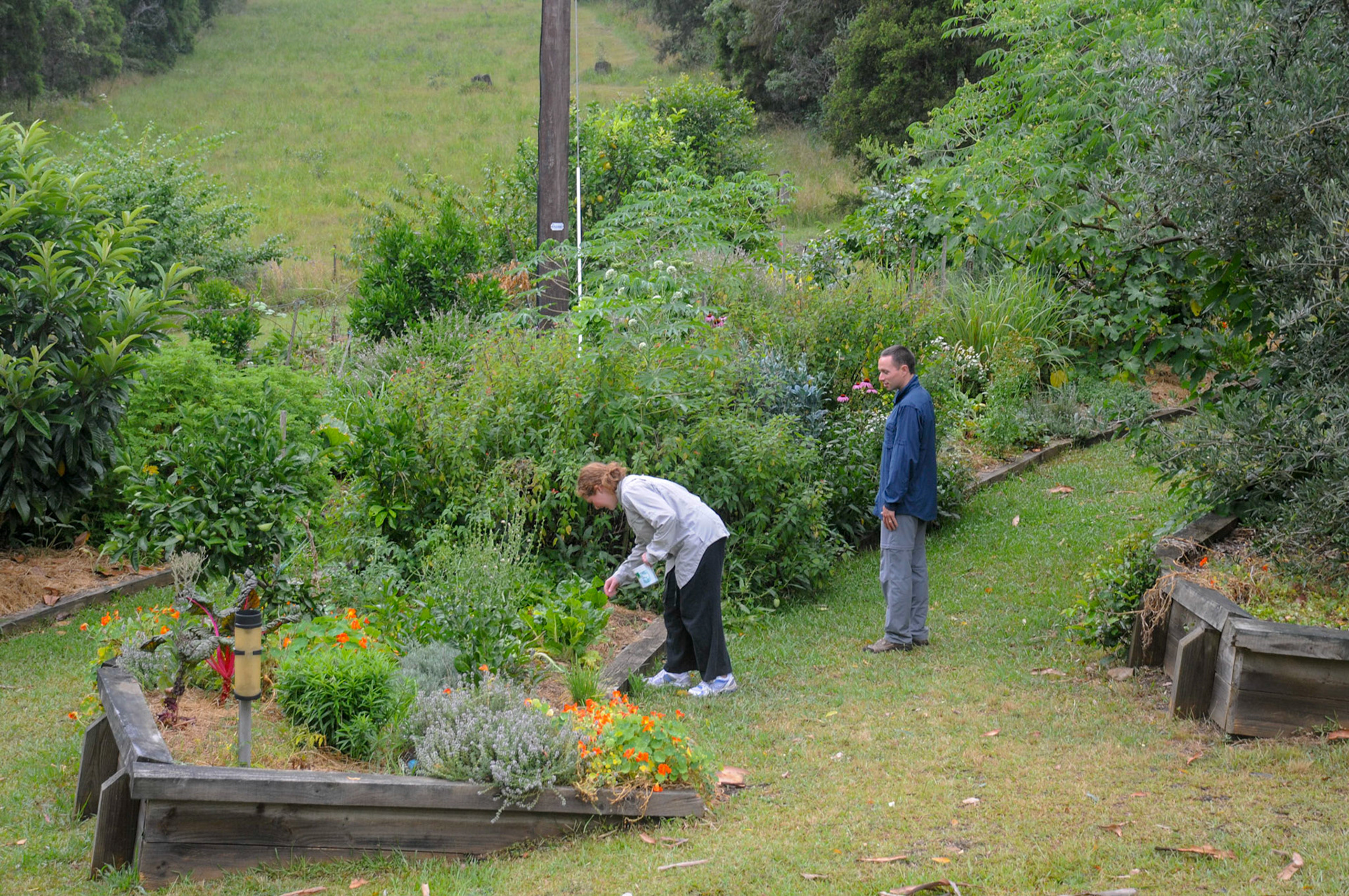 Picking the veggies for dinner.