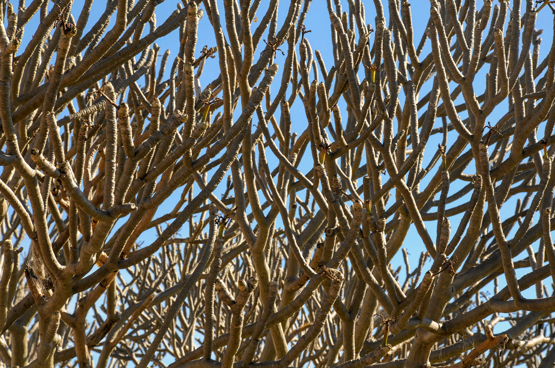 Frangipani in winter