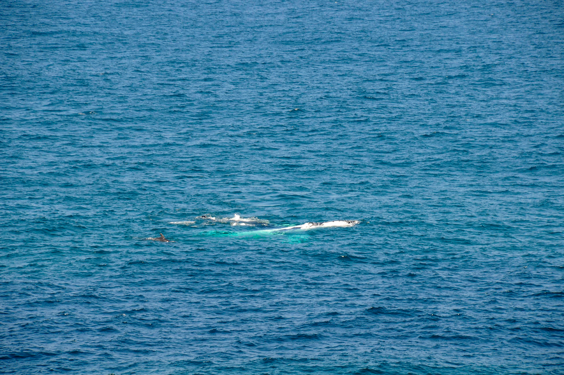Whales and dolphins feeding on a school of fish