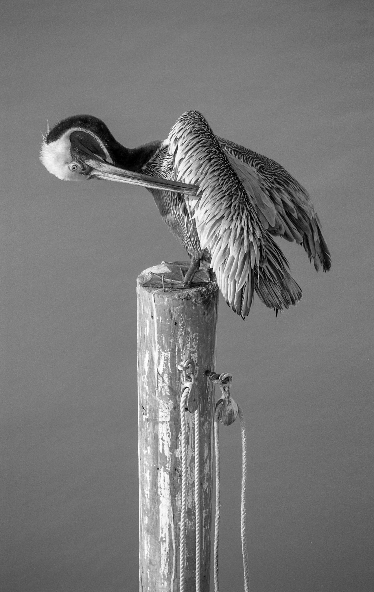 Pelican on Captiva Island, Florida