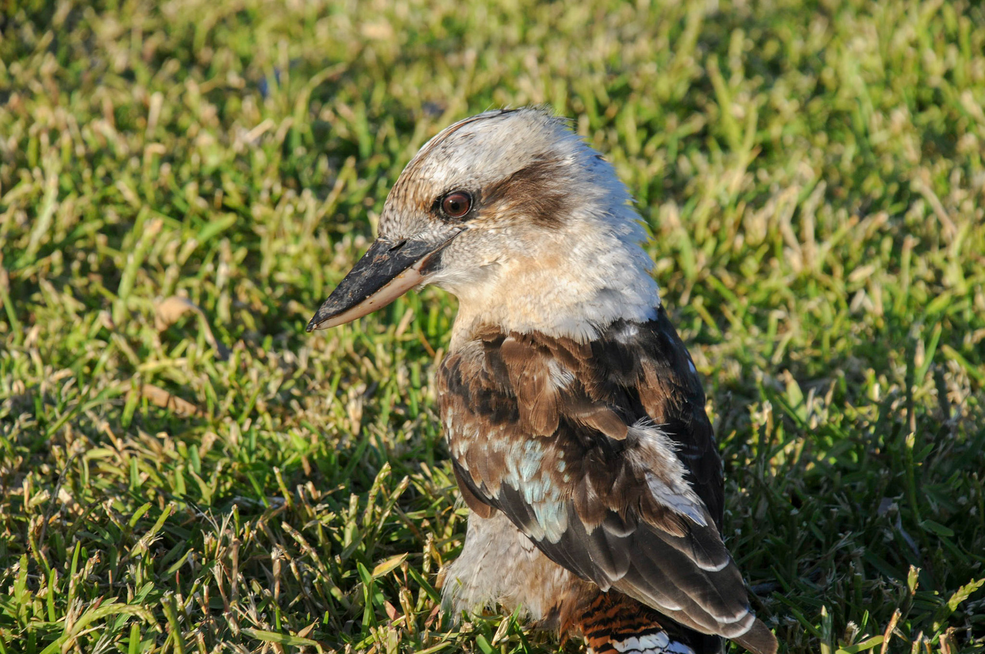 Kookaburra