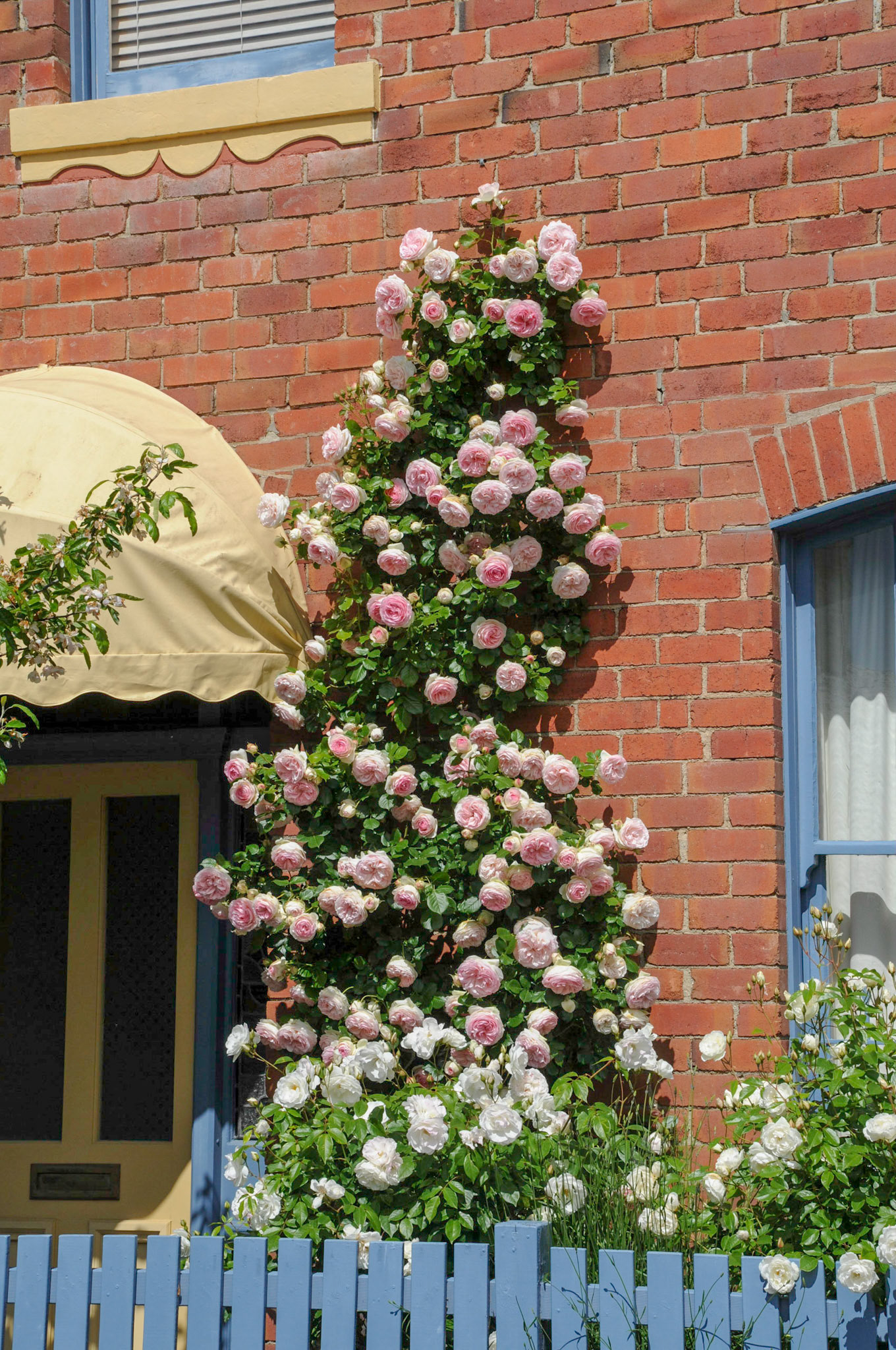 Hobart, renowned for its roses