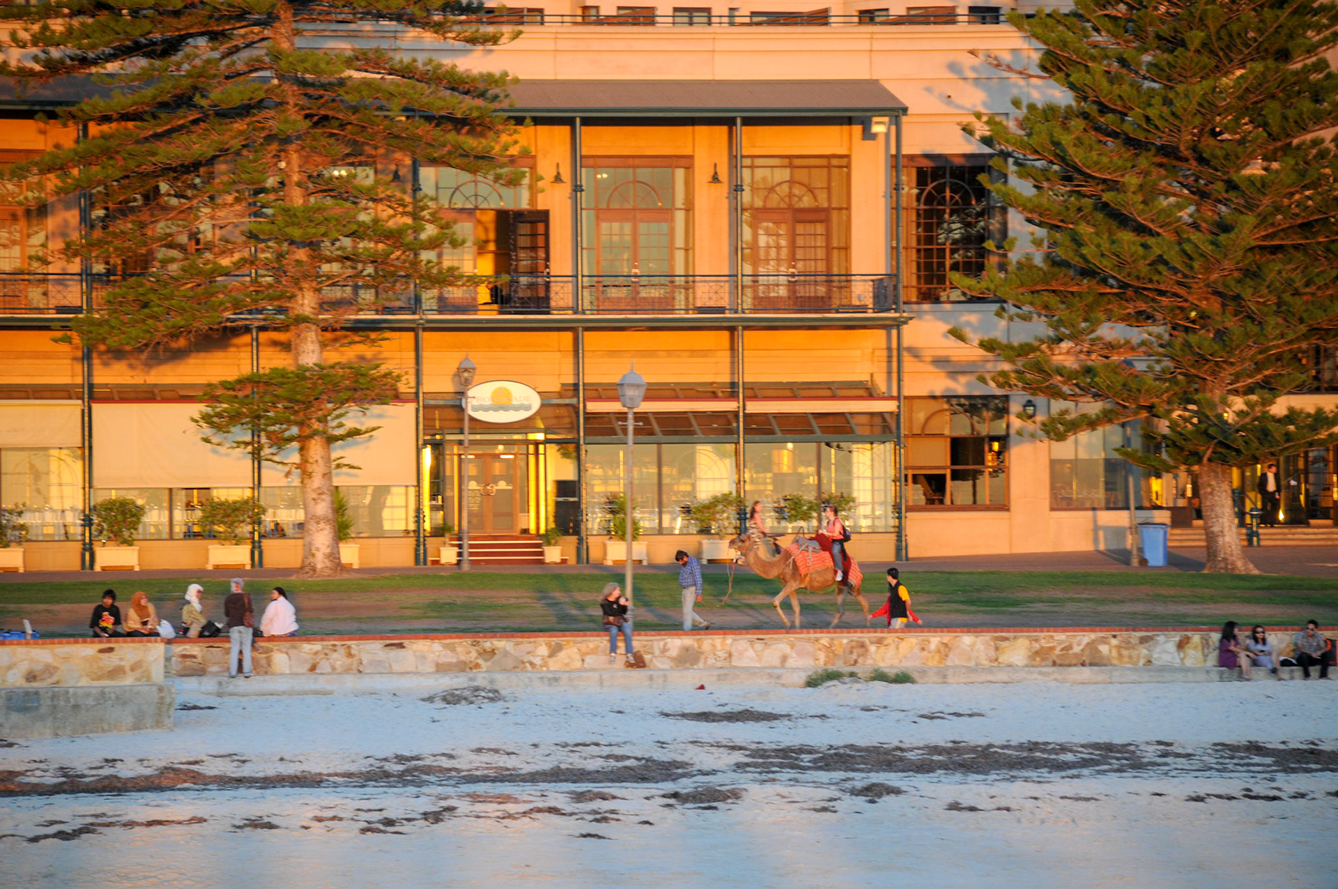 Camel rides on the Glenelg beach
