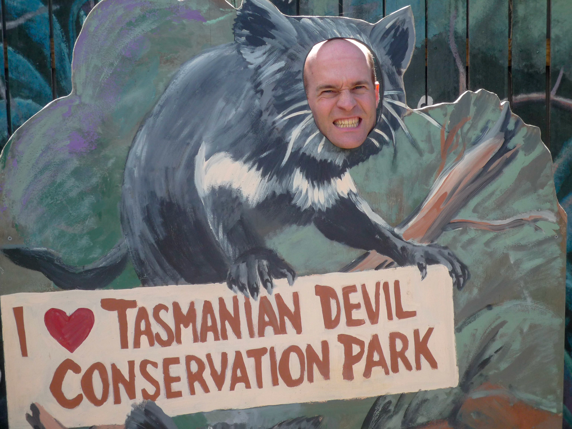 The Tassie Devil - an endangered species