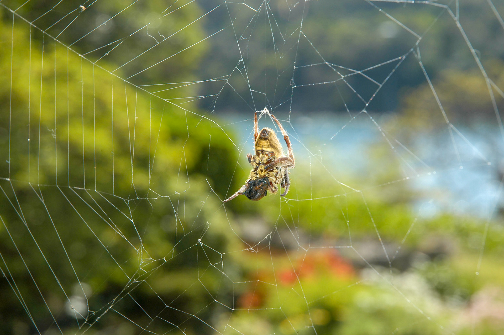 An unwelcome visitor