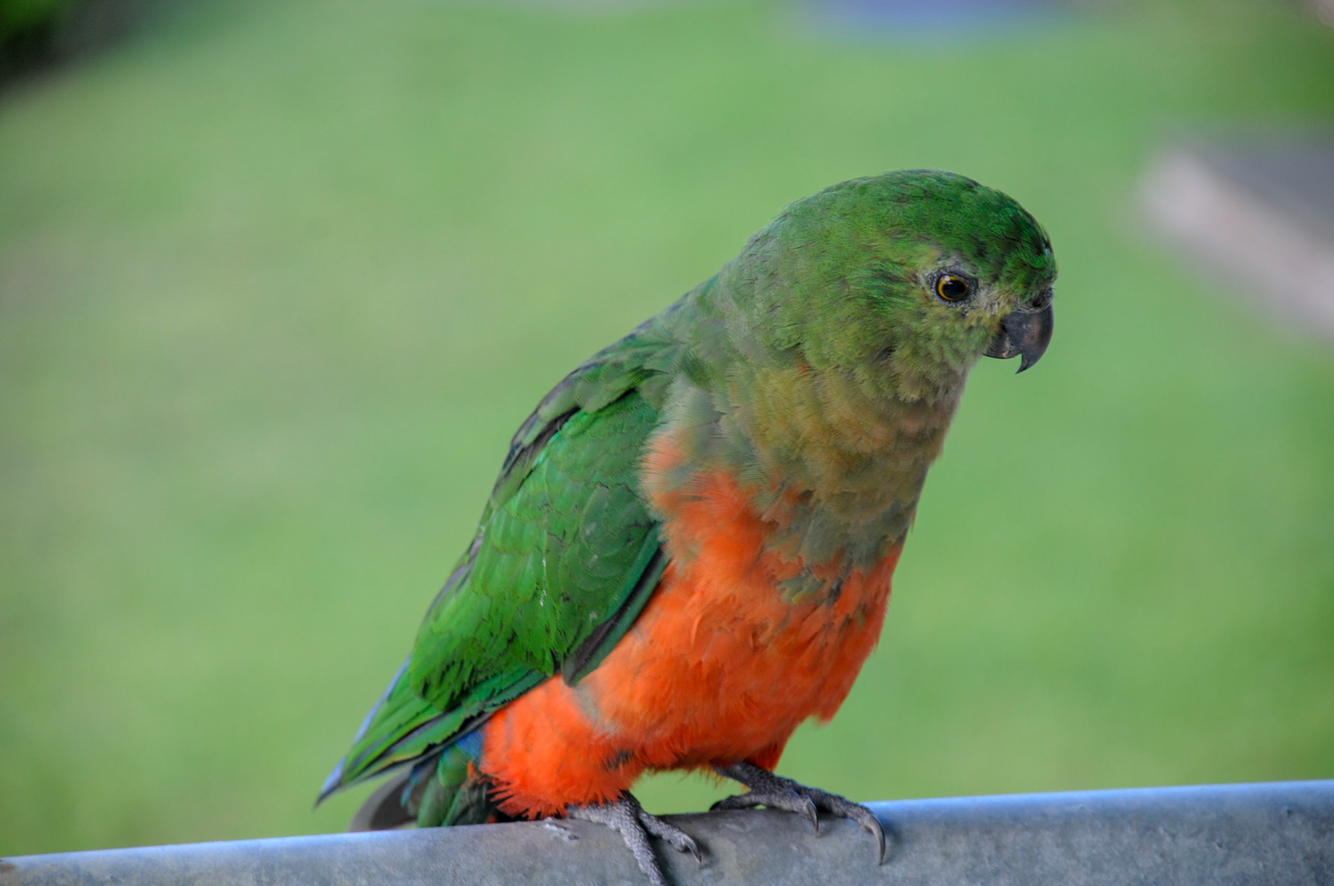 King Parrot