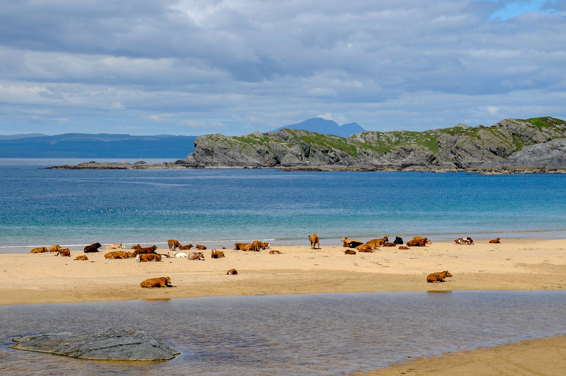 Sunbathing cows