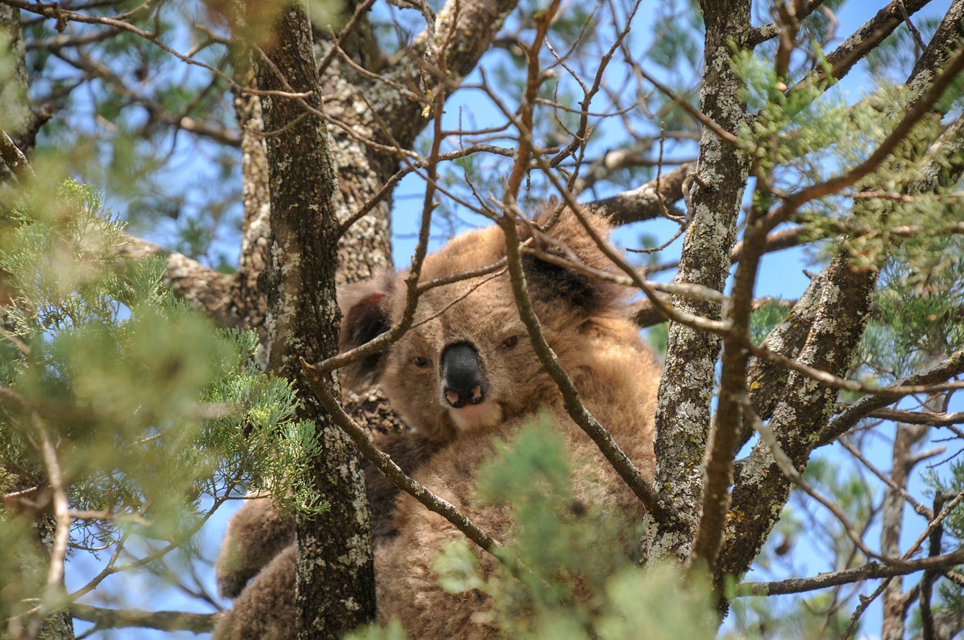 First wild Koala spotting