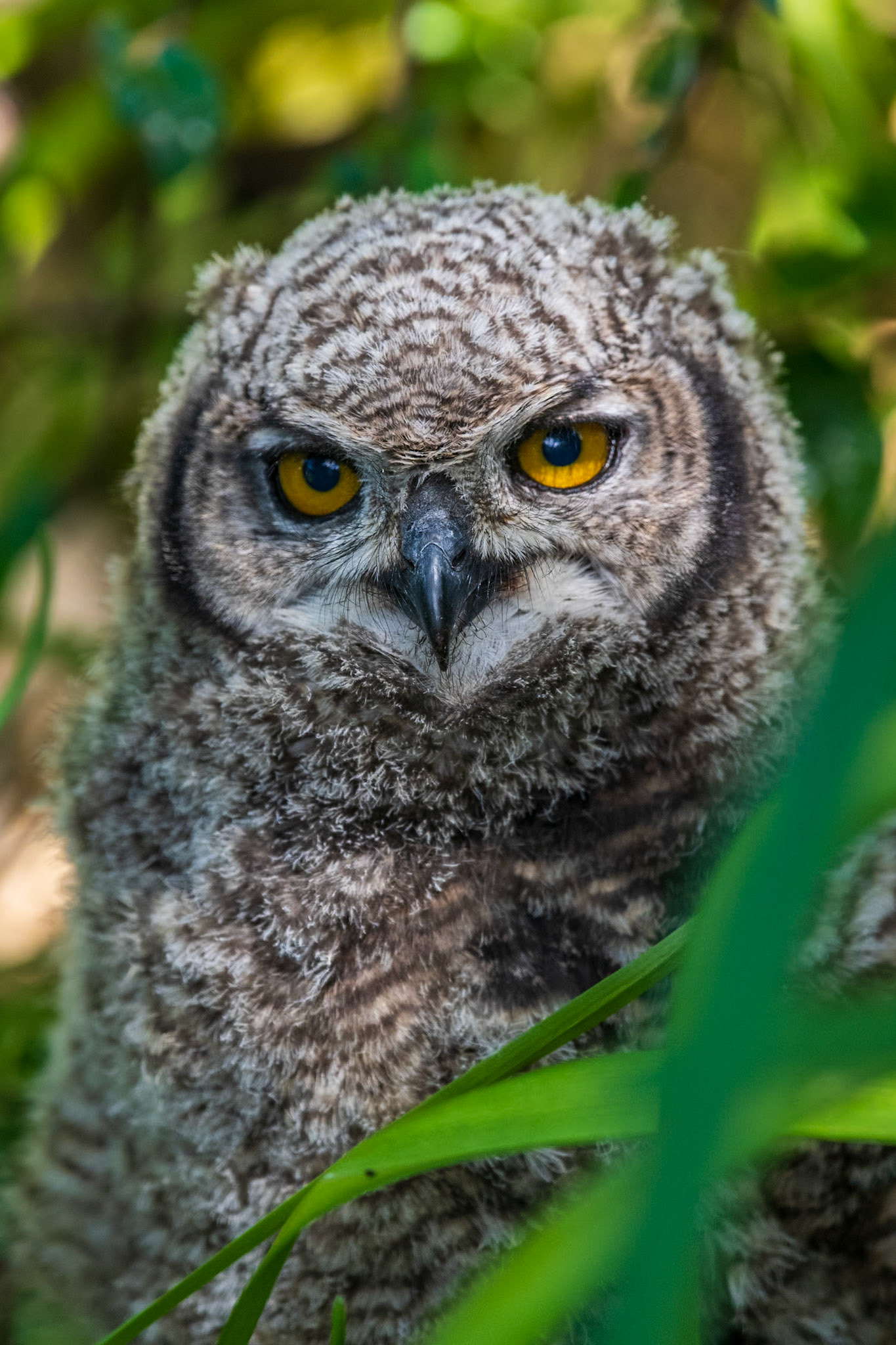 Owlet hiding in the grass