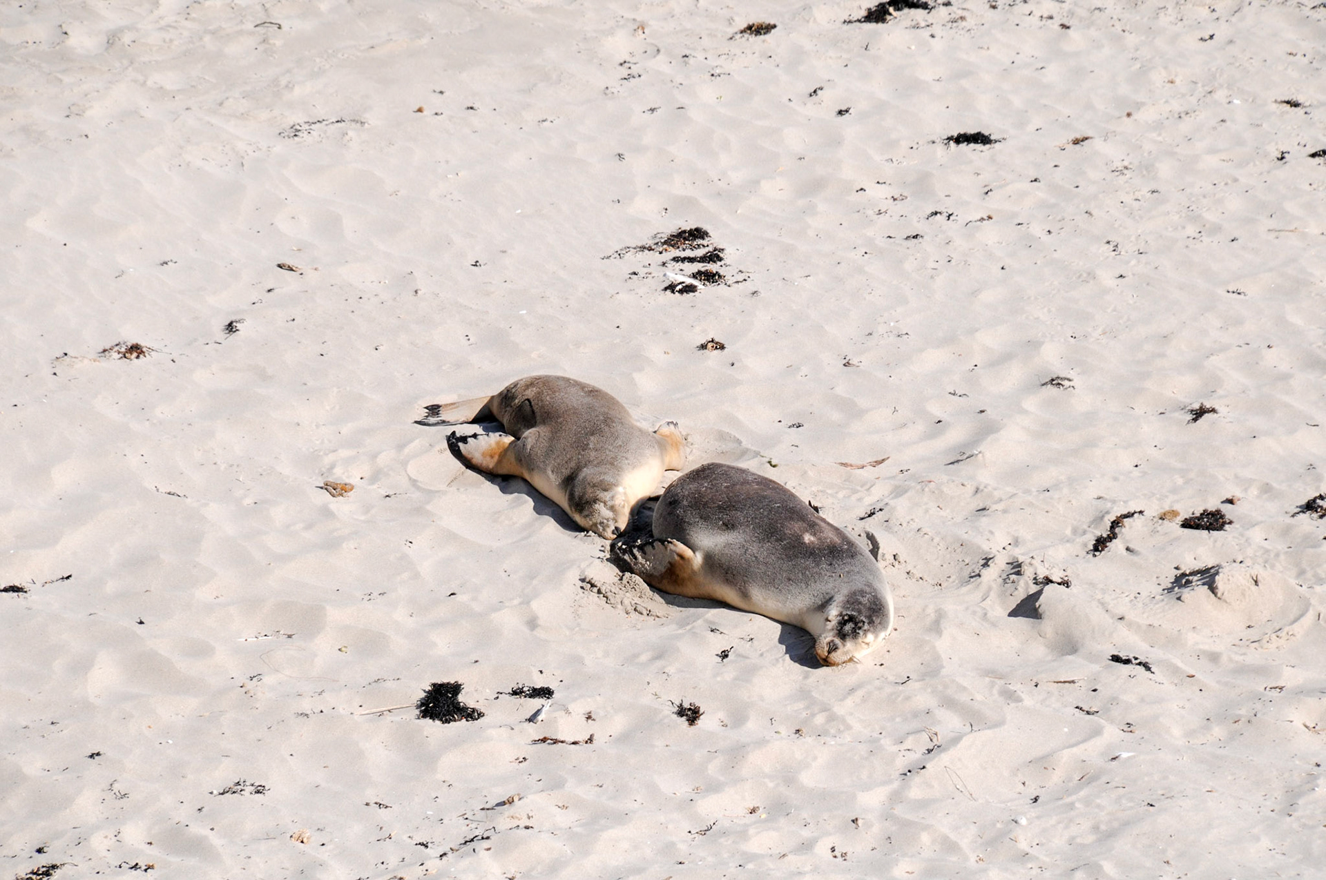 Australian Sea Lions