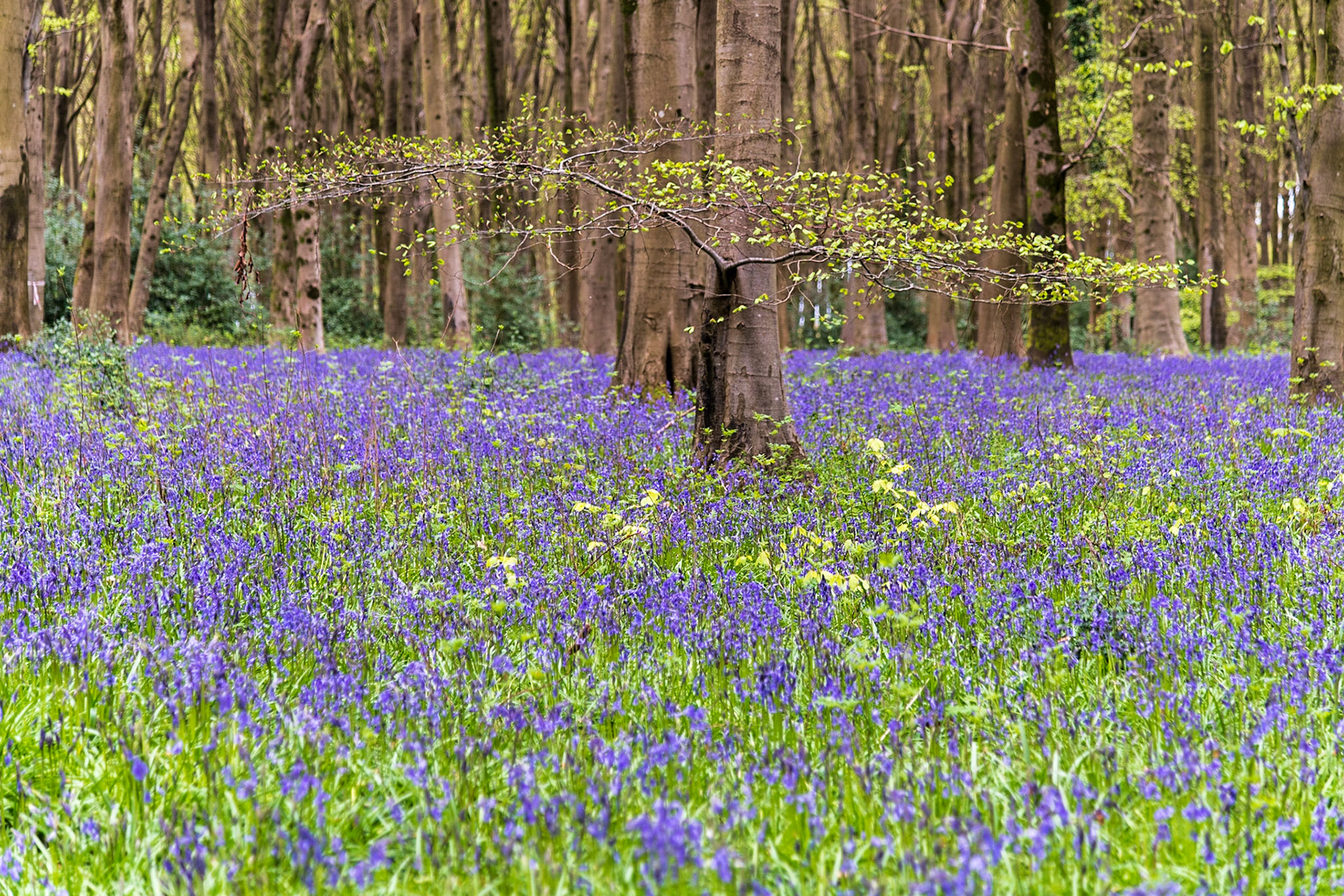 Micheldever Woods