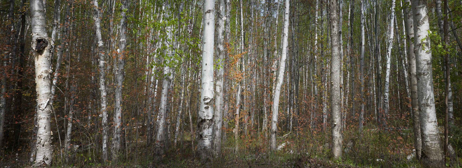 Birch Forest, Twelve Mile Beach Campground, Hiawatha National Forest, 2008, 19"H x 36"W, Framed.