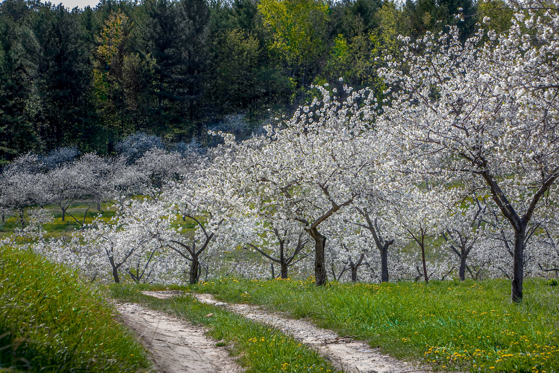 Johnson's Orchard, Old Mission Peninsula, May 2008, 24"H x 31"W, Framed.