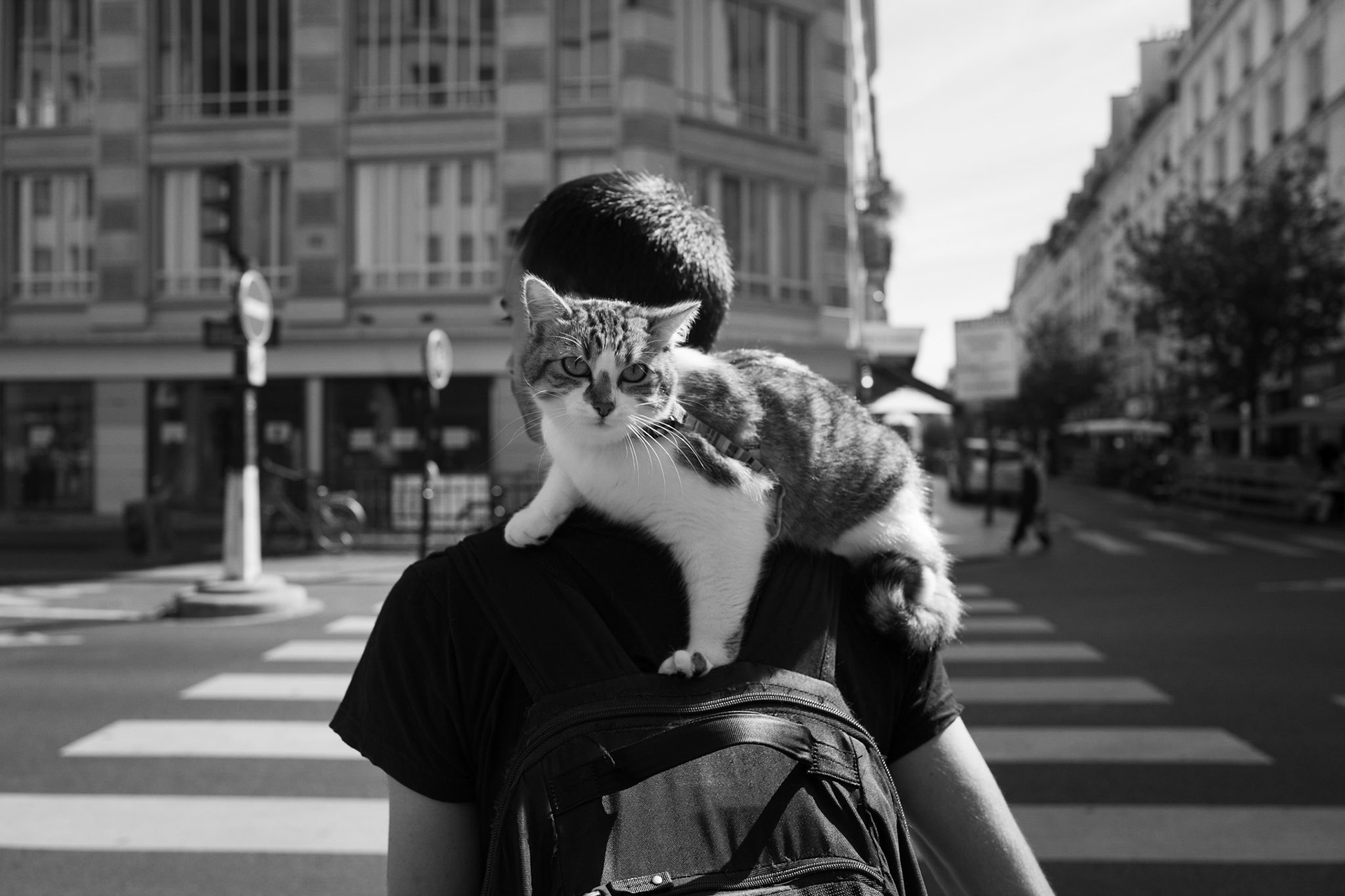 Un jeune homme traverse un passage piéton avec un chat juché sur son épaule, calmement installé sur son sac à dos, dans une rue parisienne en pleine lumière.