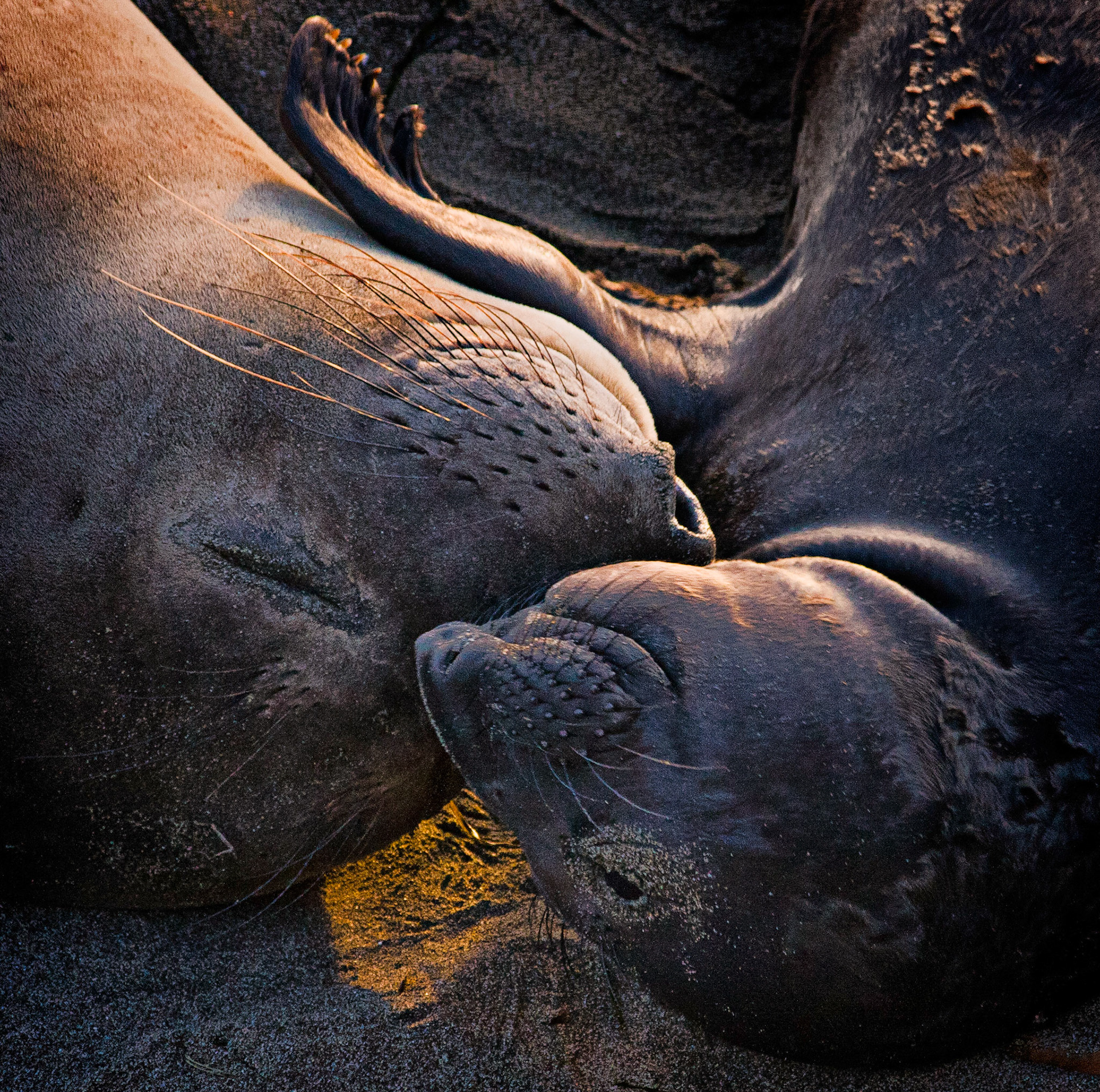 San Simeon elephant seal preserve