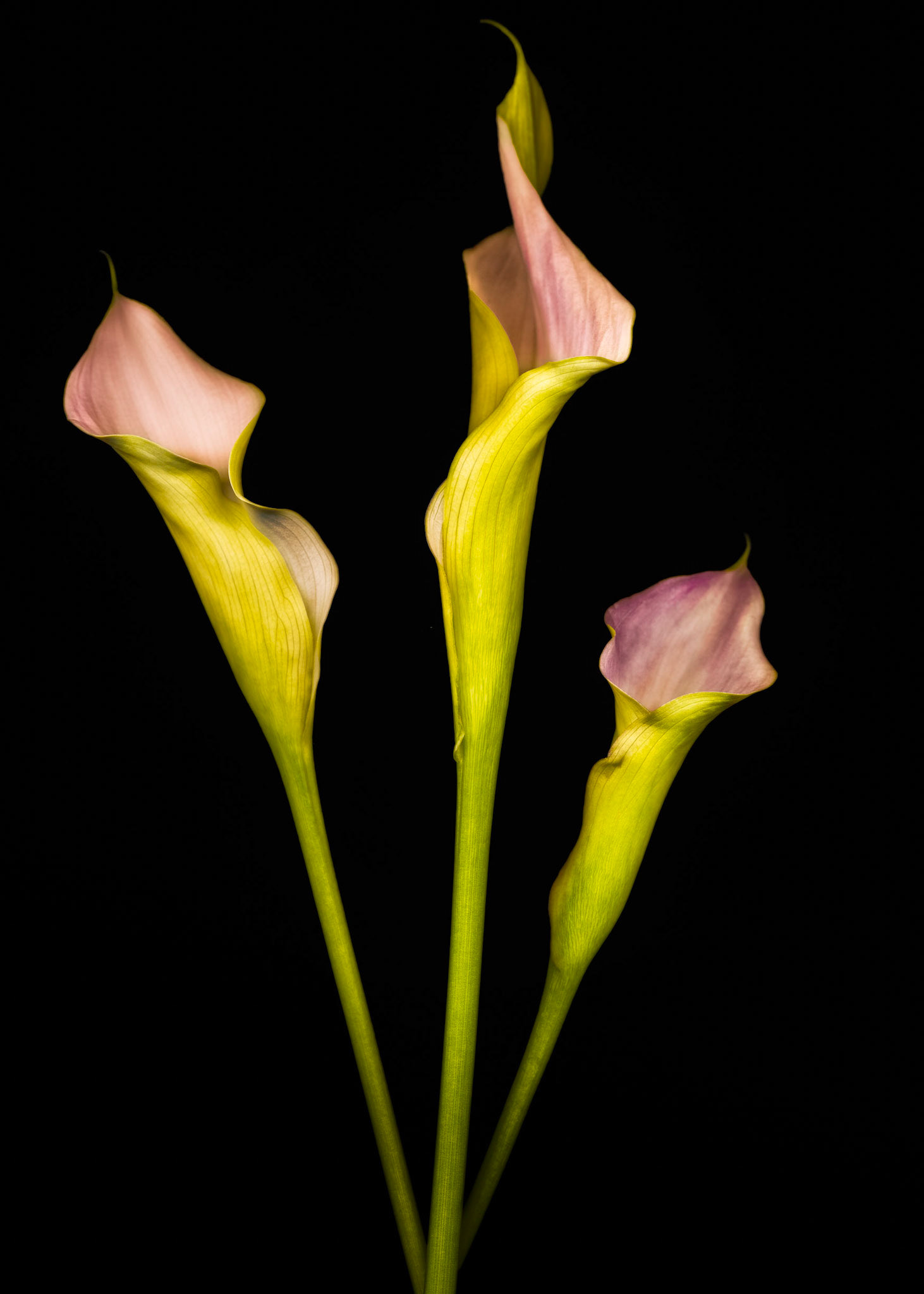 Cala Lily