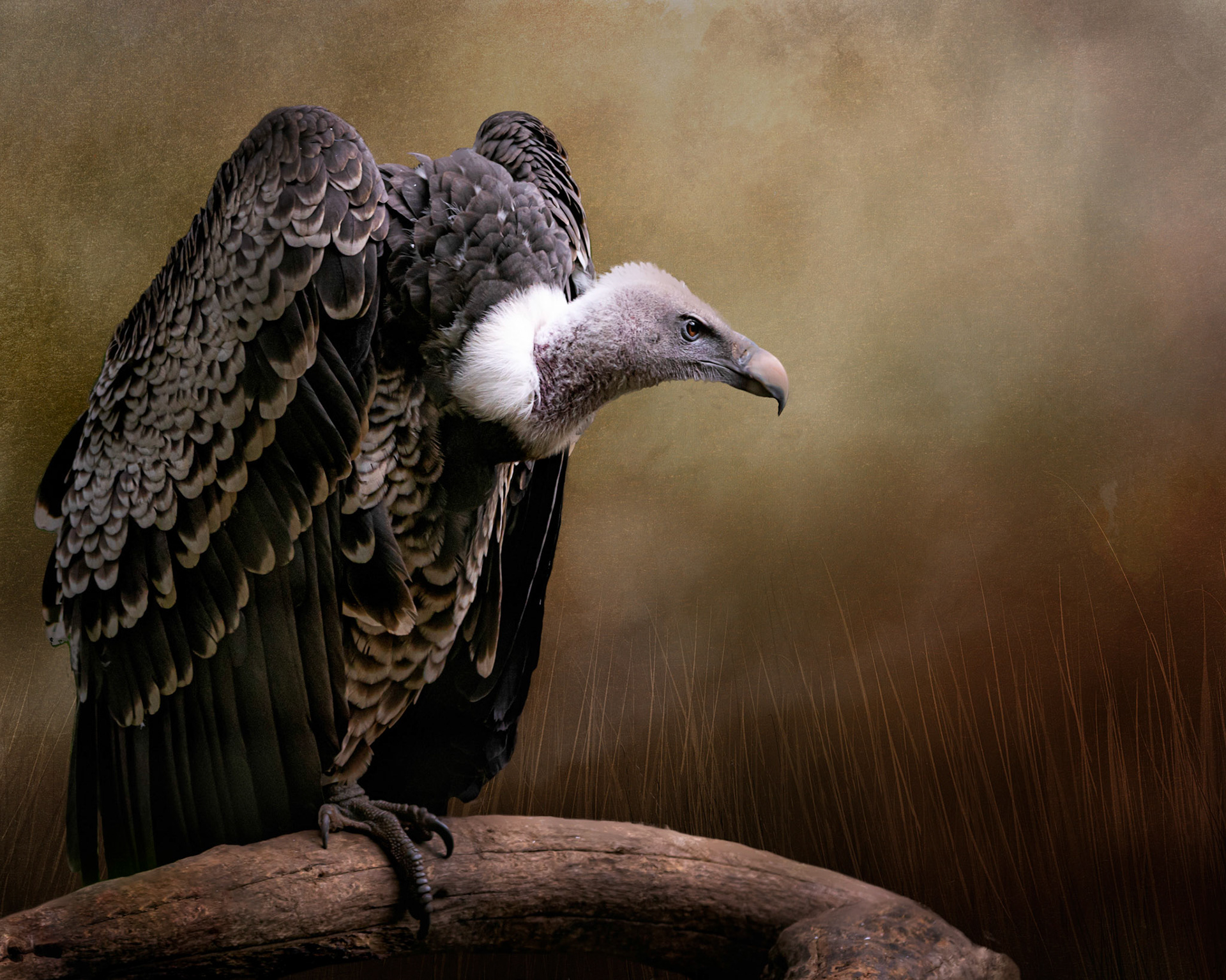 African white-backed vulture