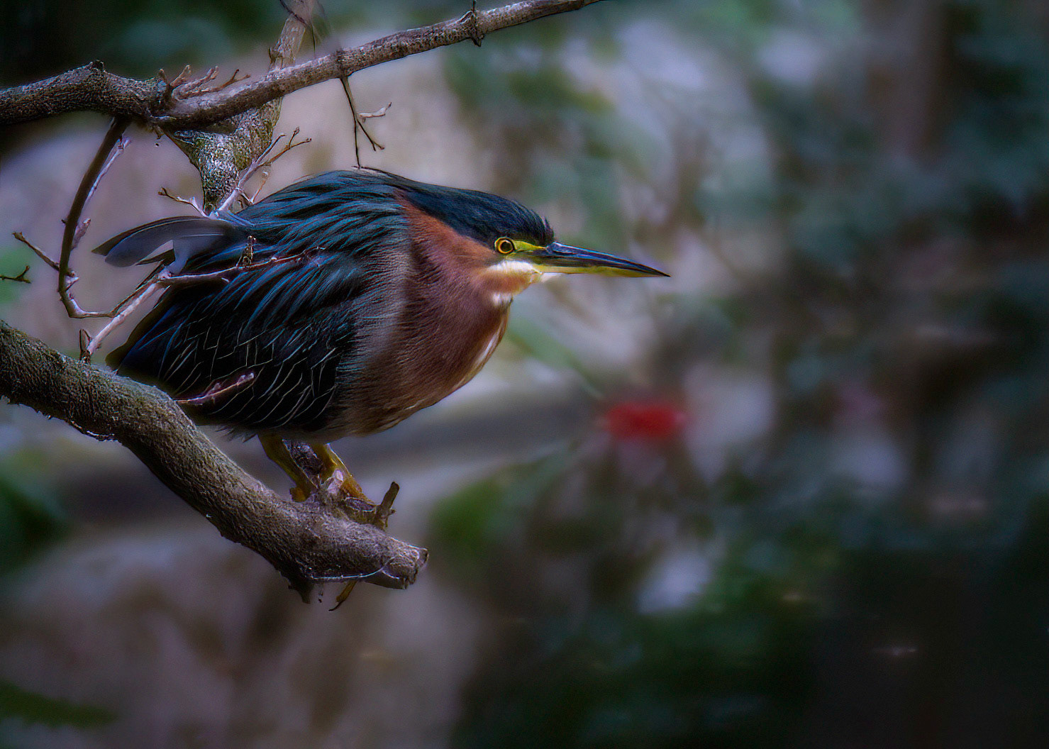 Green Heron