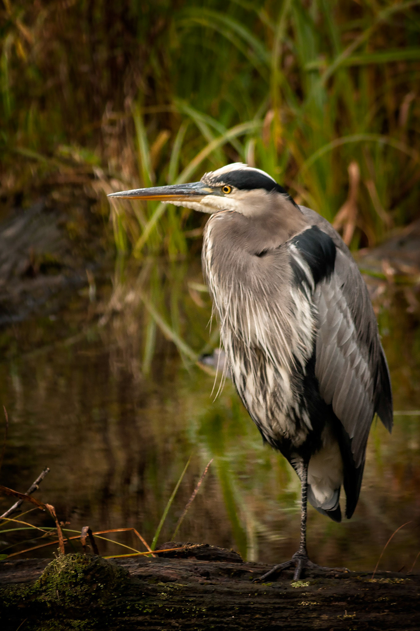 Great Blue Heron