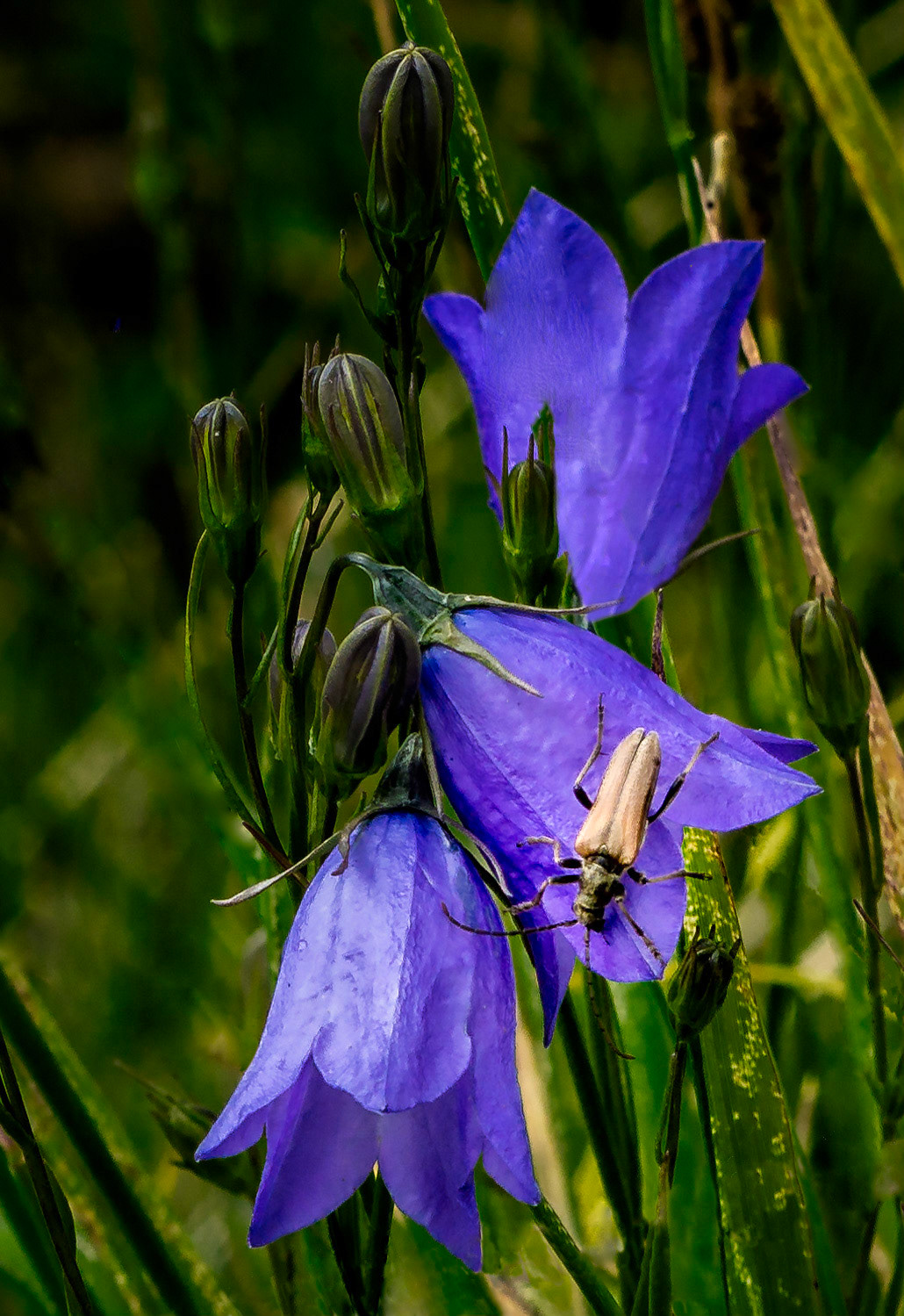 blue bells of Scotland and visitor