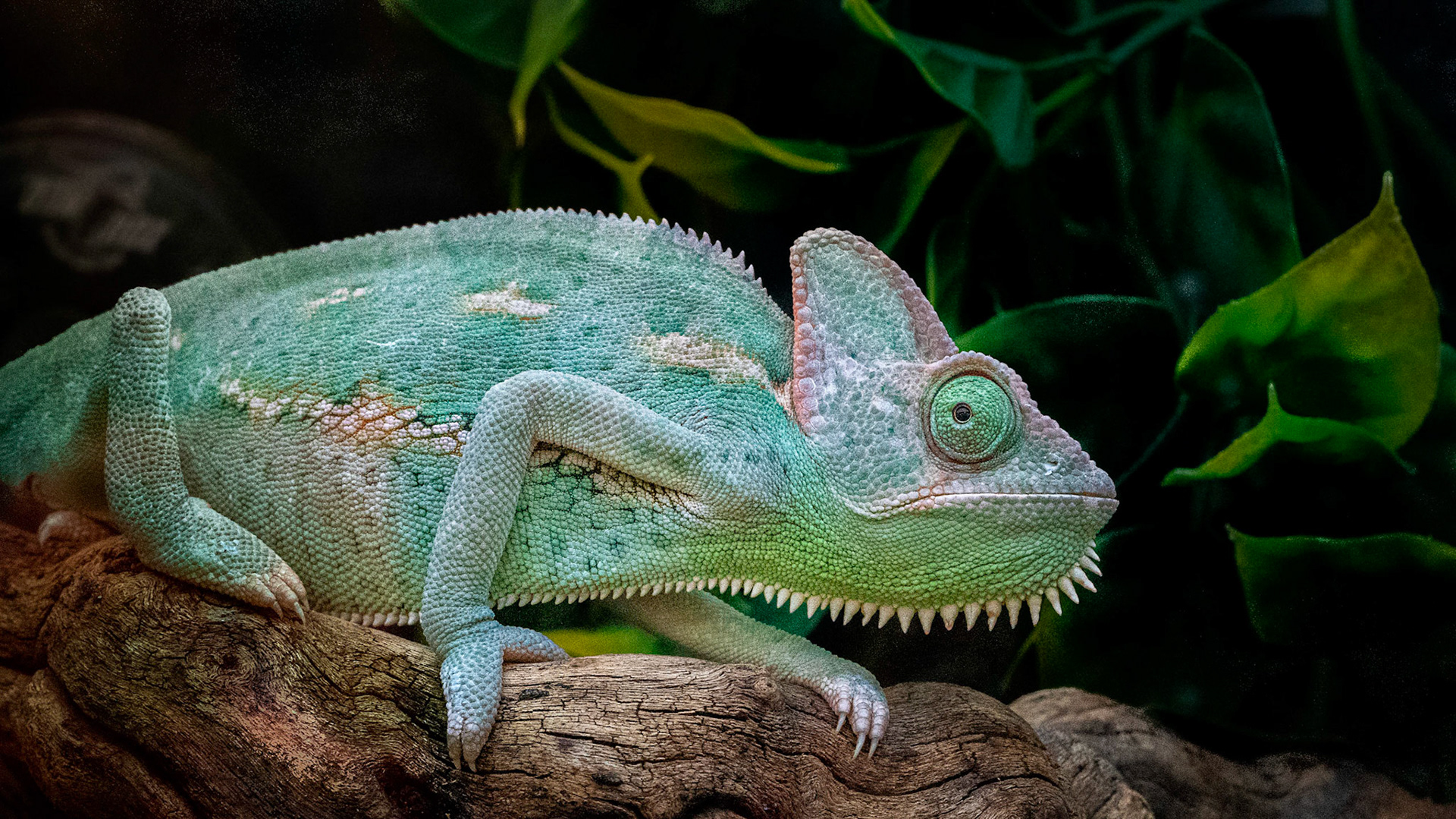 juvenile Veiled Chameleon