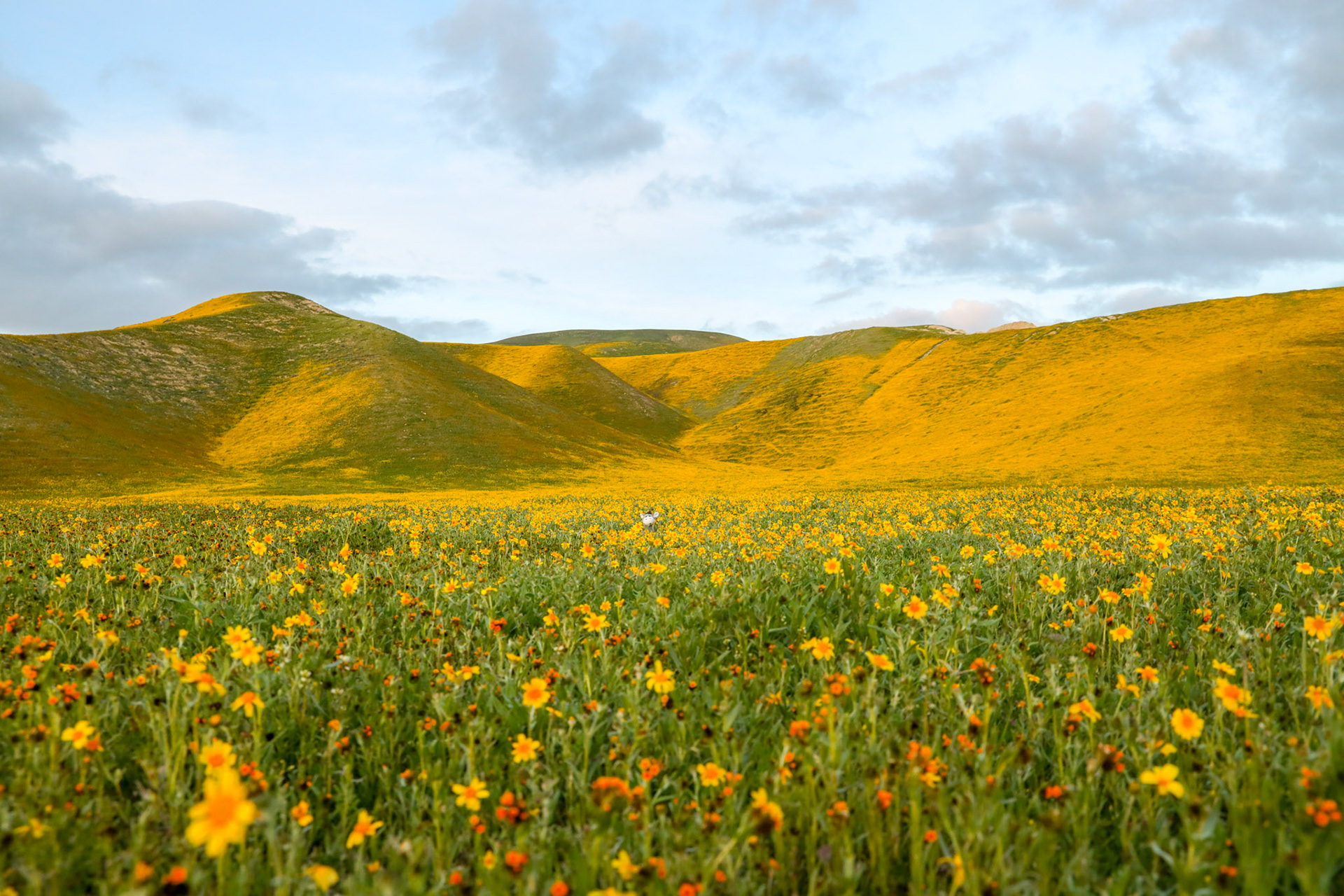 Lost in the Wildflowers