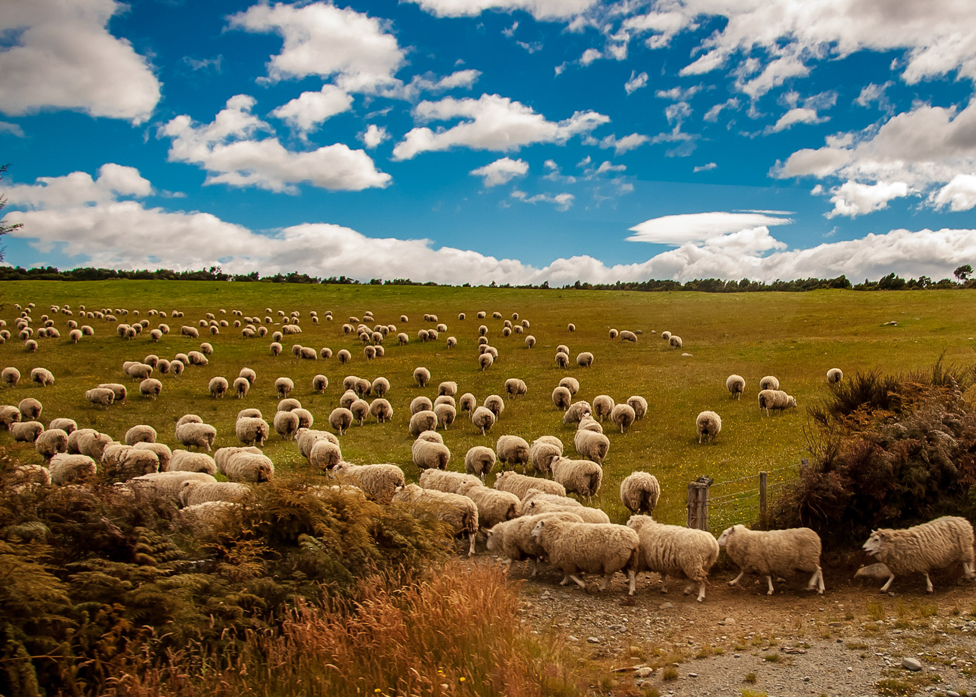 typical NZ countryside