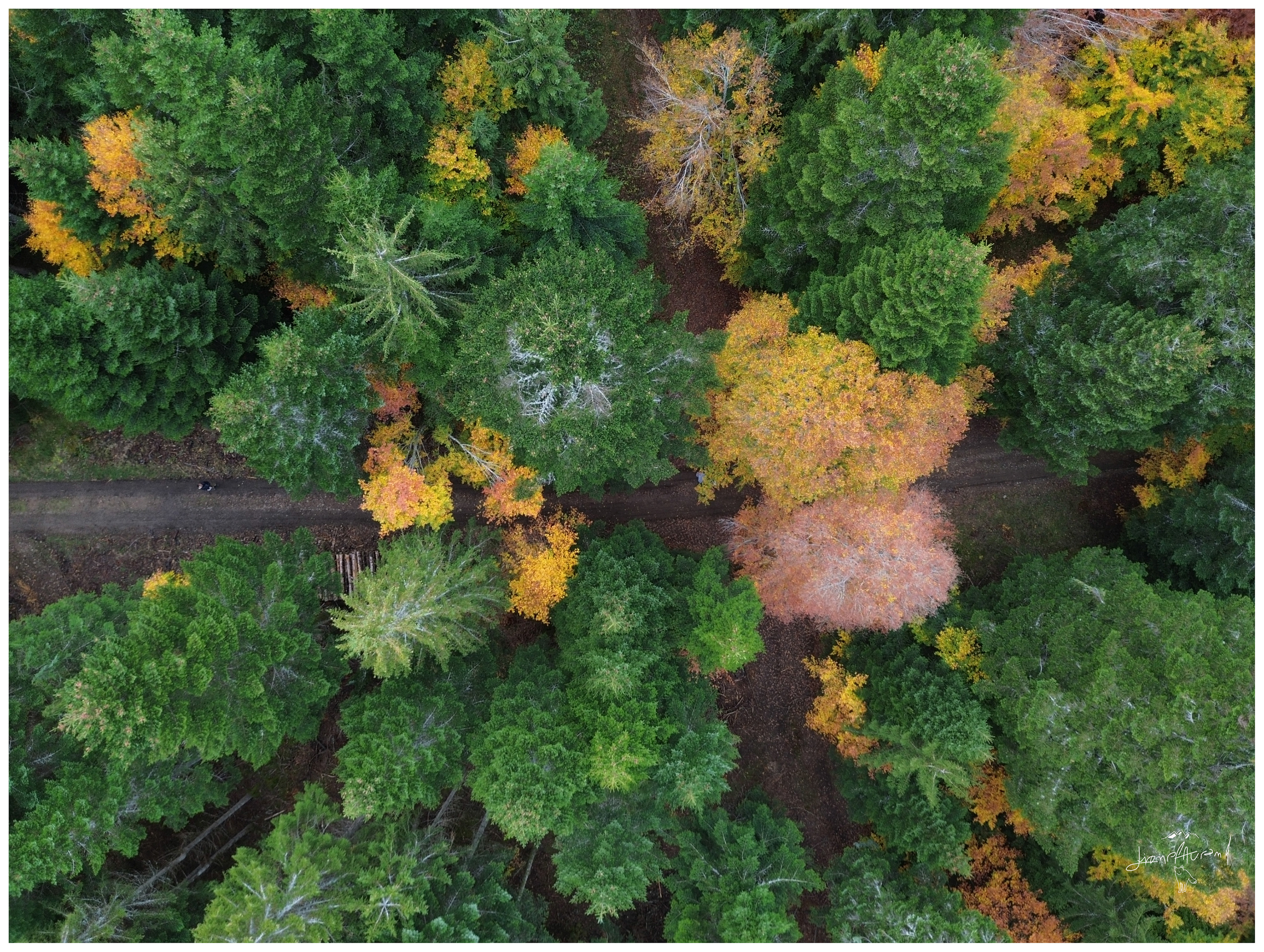 Couleur automnale - Lozère Margeride - Octobre 2026 (2)