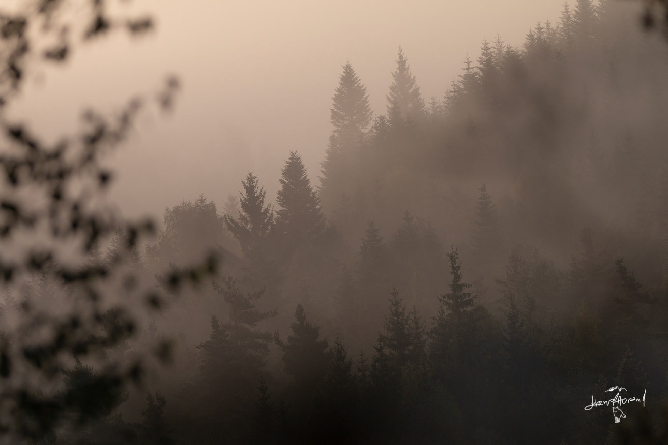 Brume matinal- Lozère Margeride- Septembre 2016 