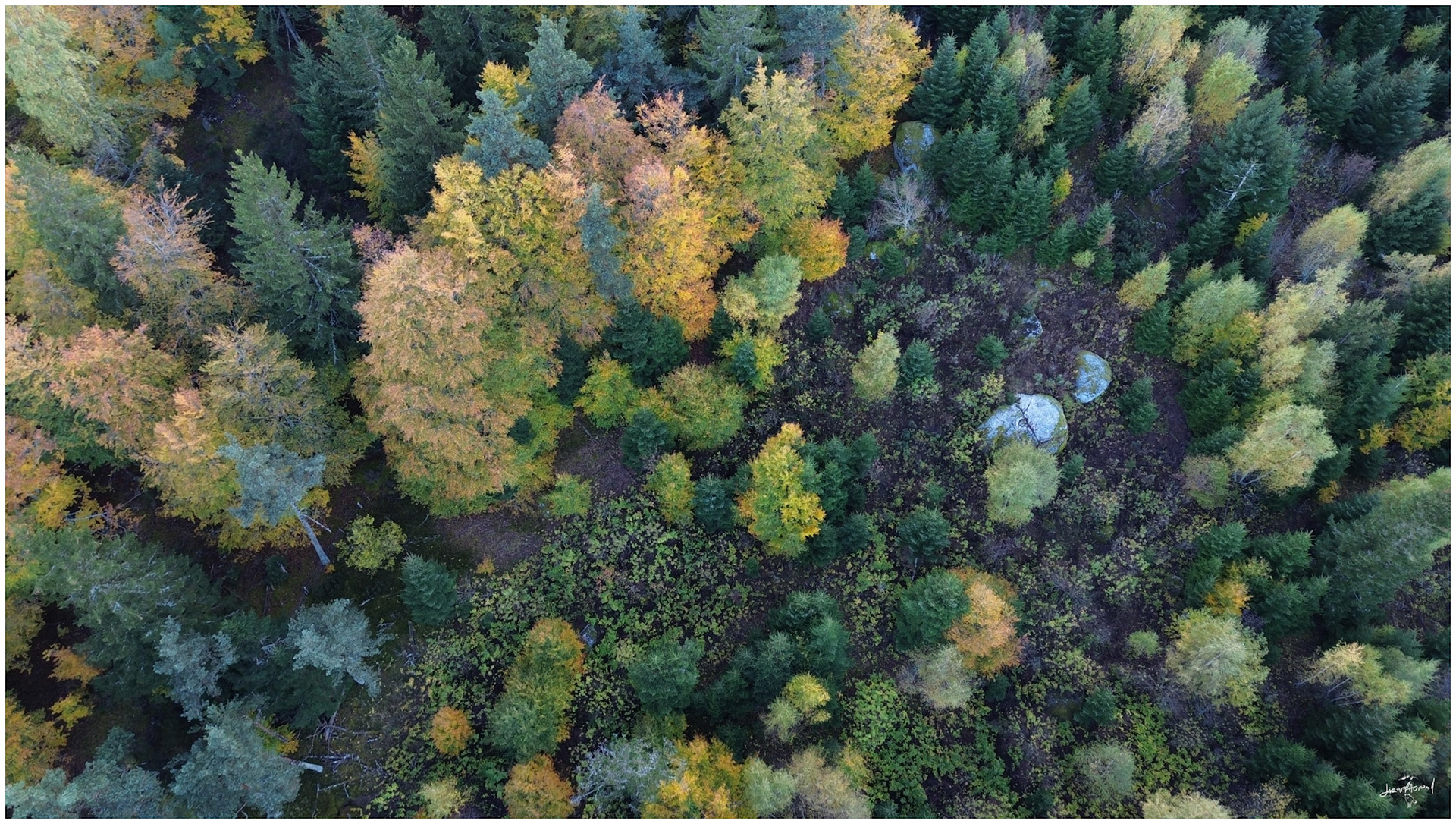 Couleur automnale - Lozère Margeride - Novembre 2023 (2)