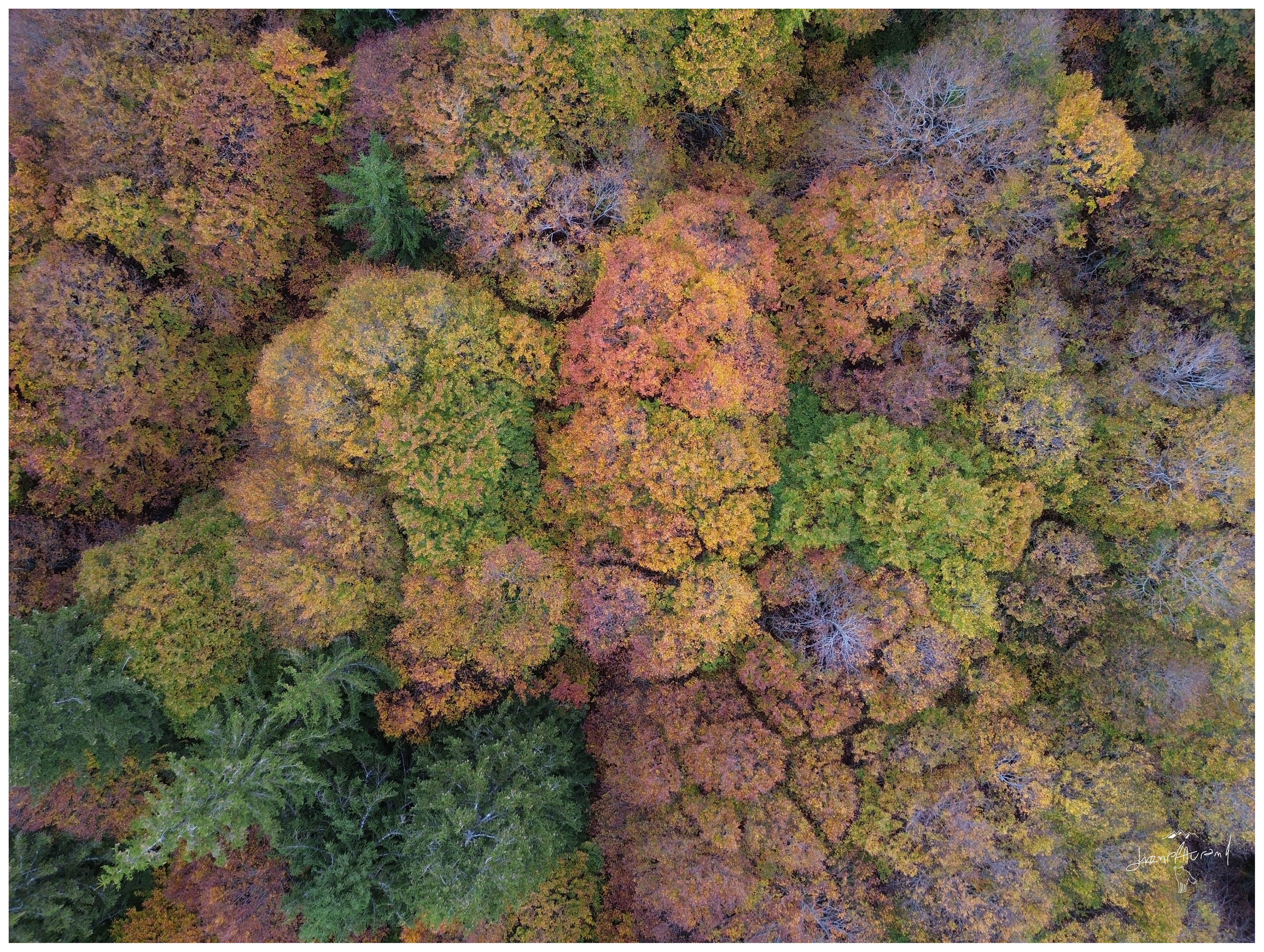 Couleur automnale - Lozère Margeride - Octobre 2026 (3)