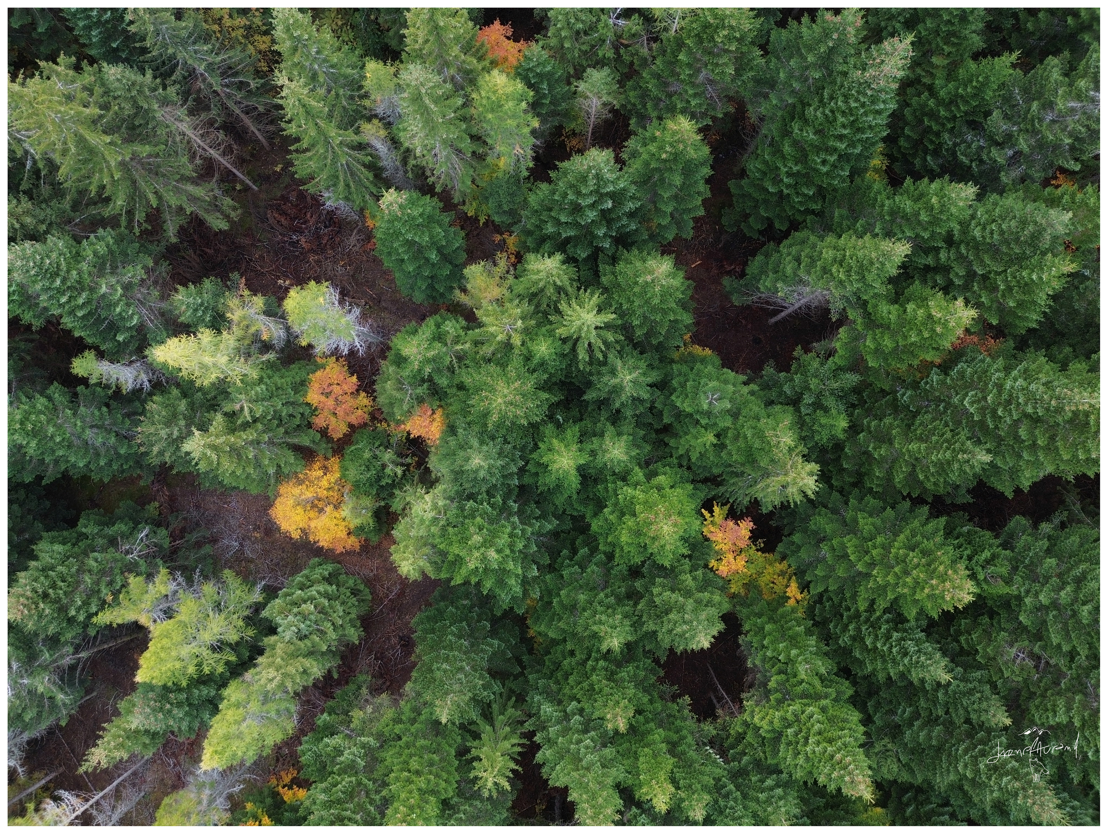 Couleur automnale - Lozère Margeride - Octobre 2026 (1)