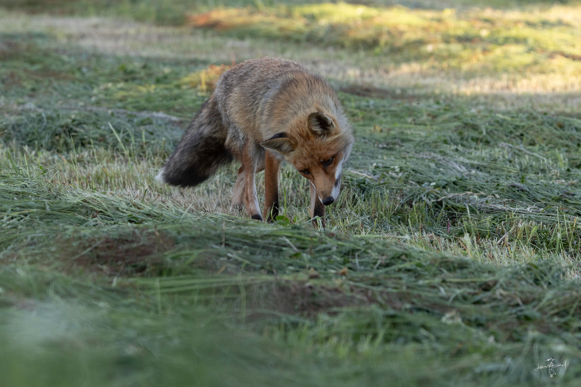 En chasse... Renard - Lozère - Juin 2024