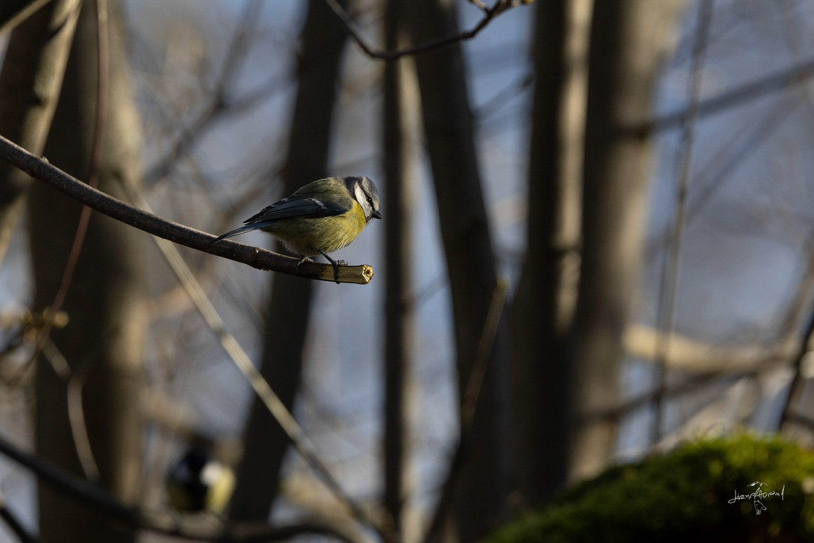 Mésange bleue  - Lozère - Novembre 2024