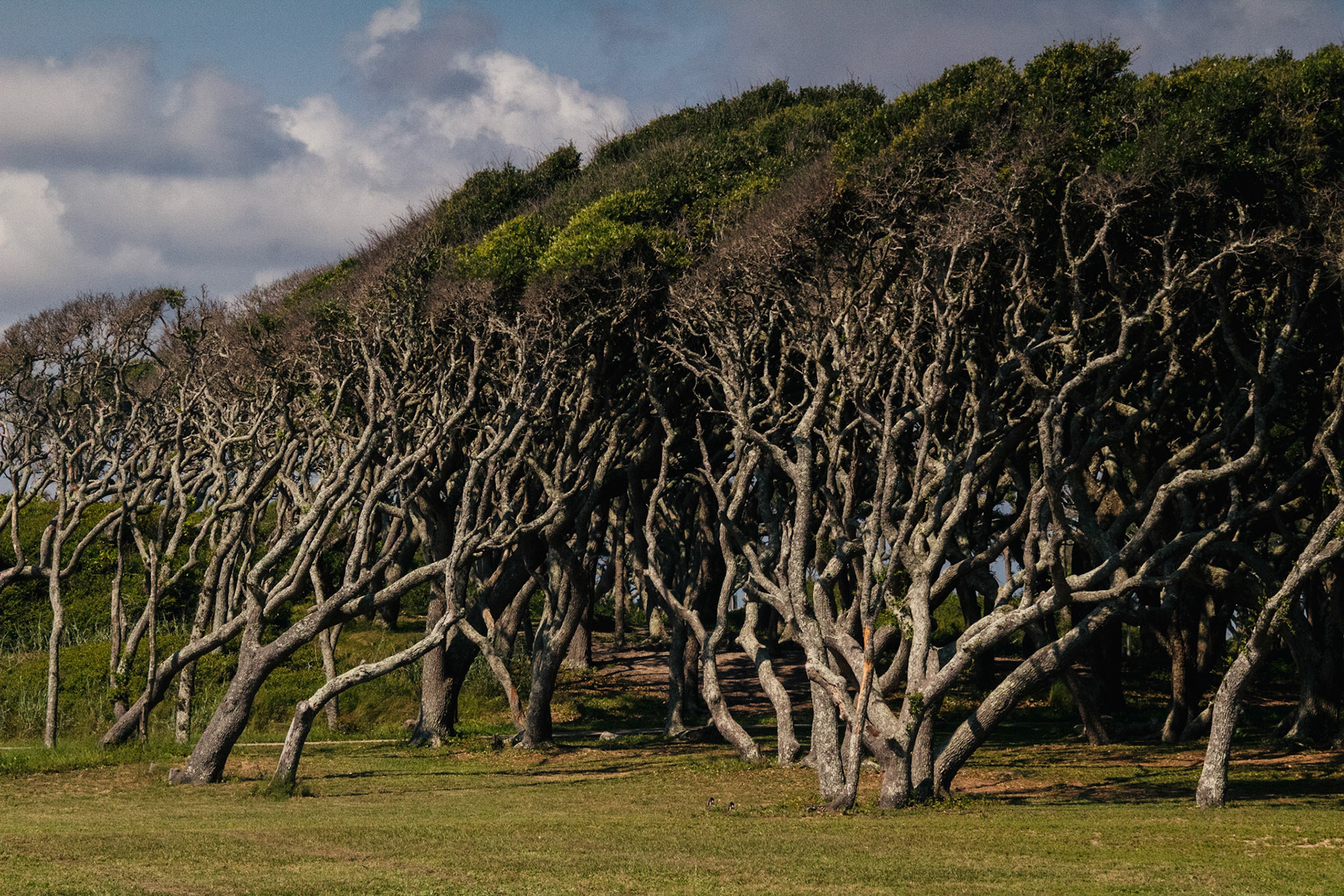 Wind Blown 2 Wilmington North Carolina