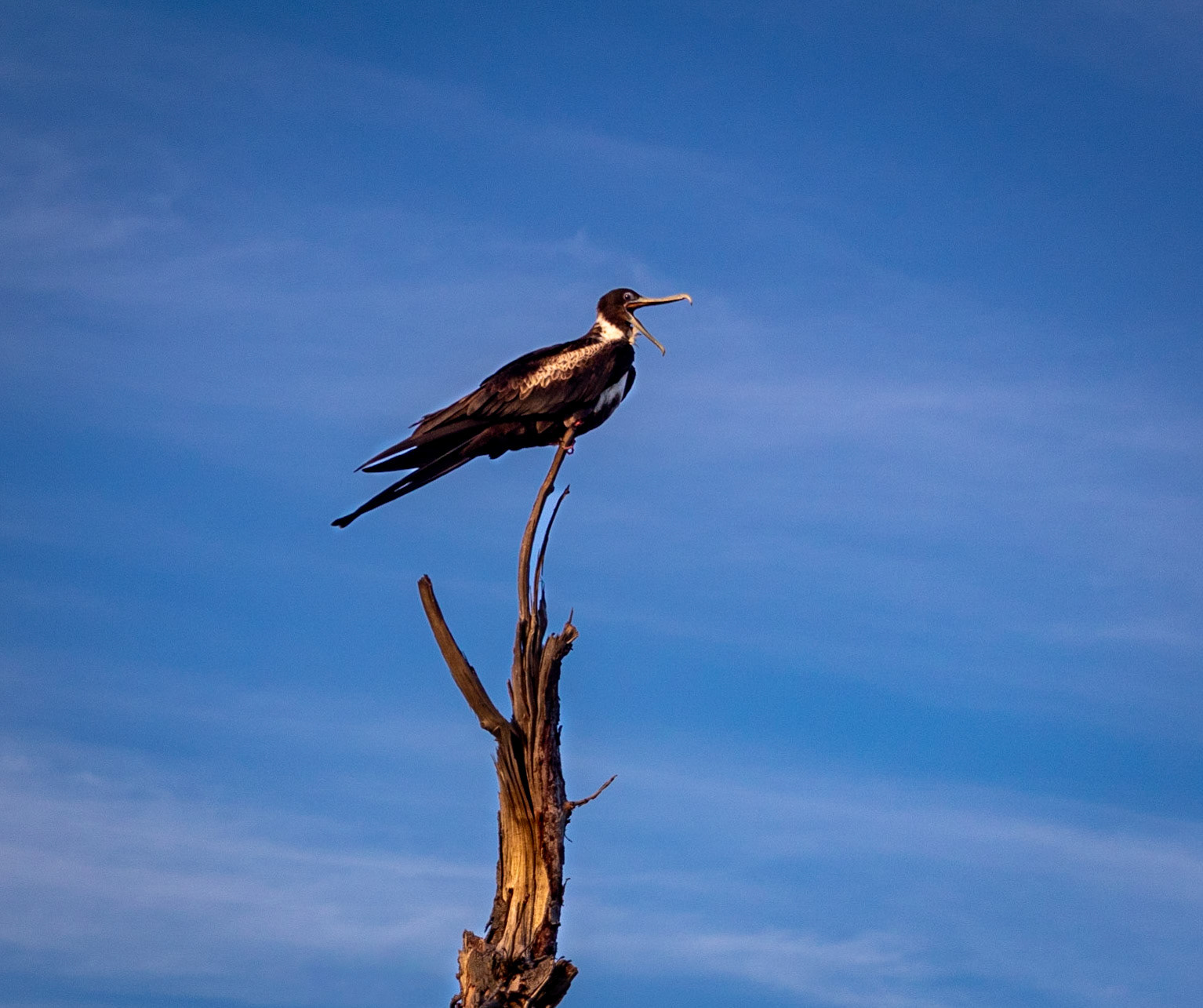 Squawking Florida Keys