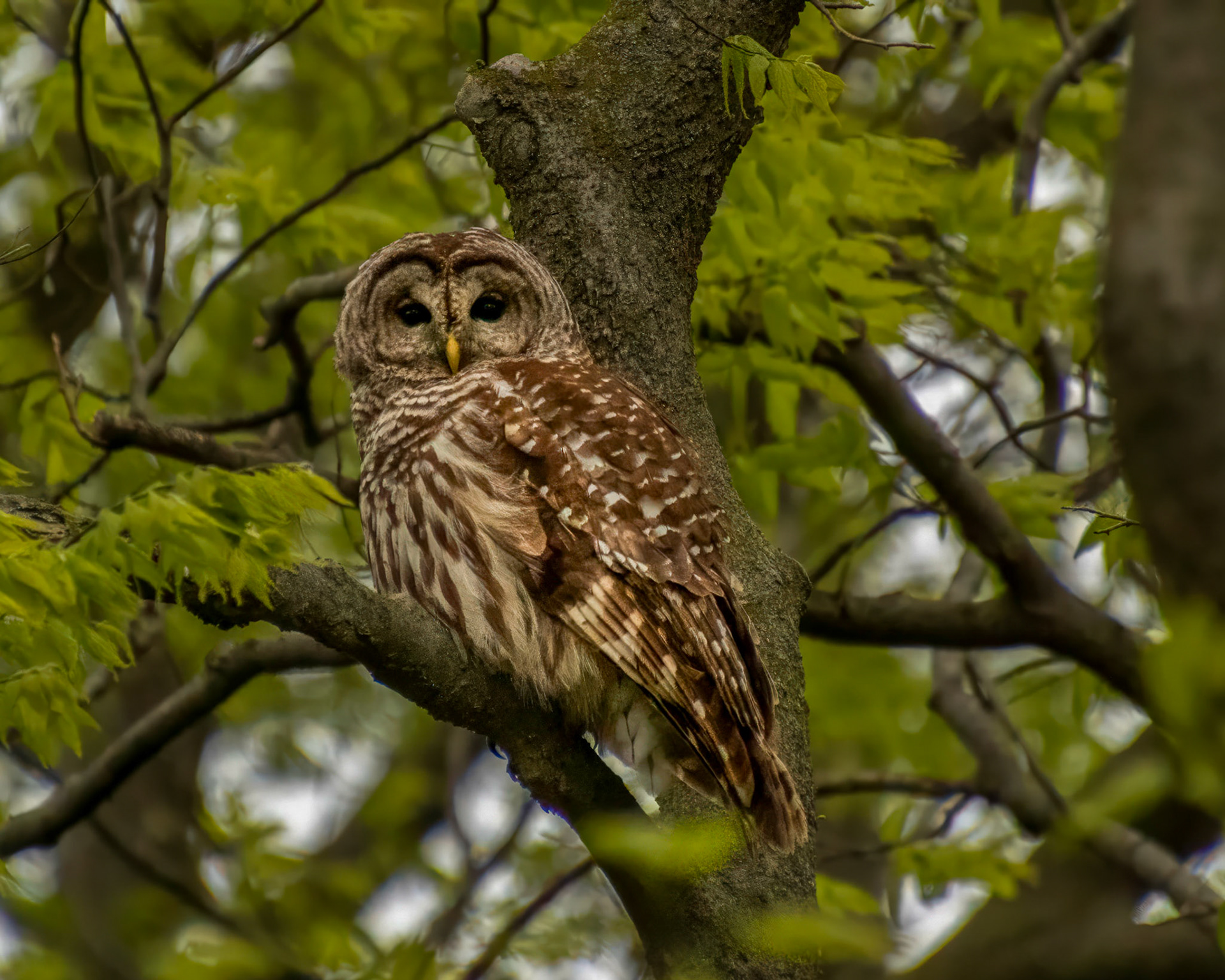 Owl on Branch 2