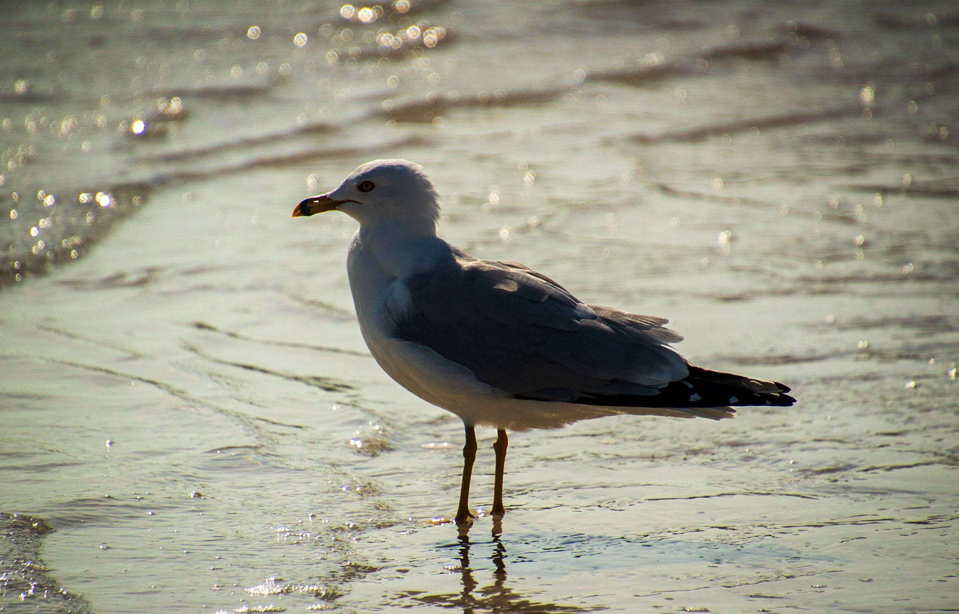 Bird in Water Florida Keys