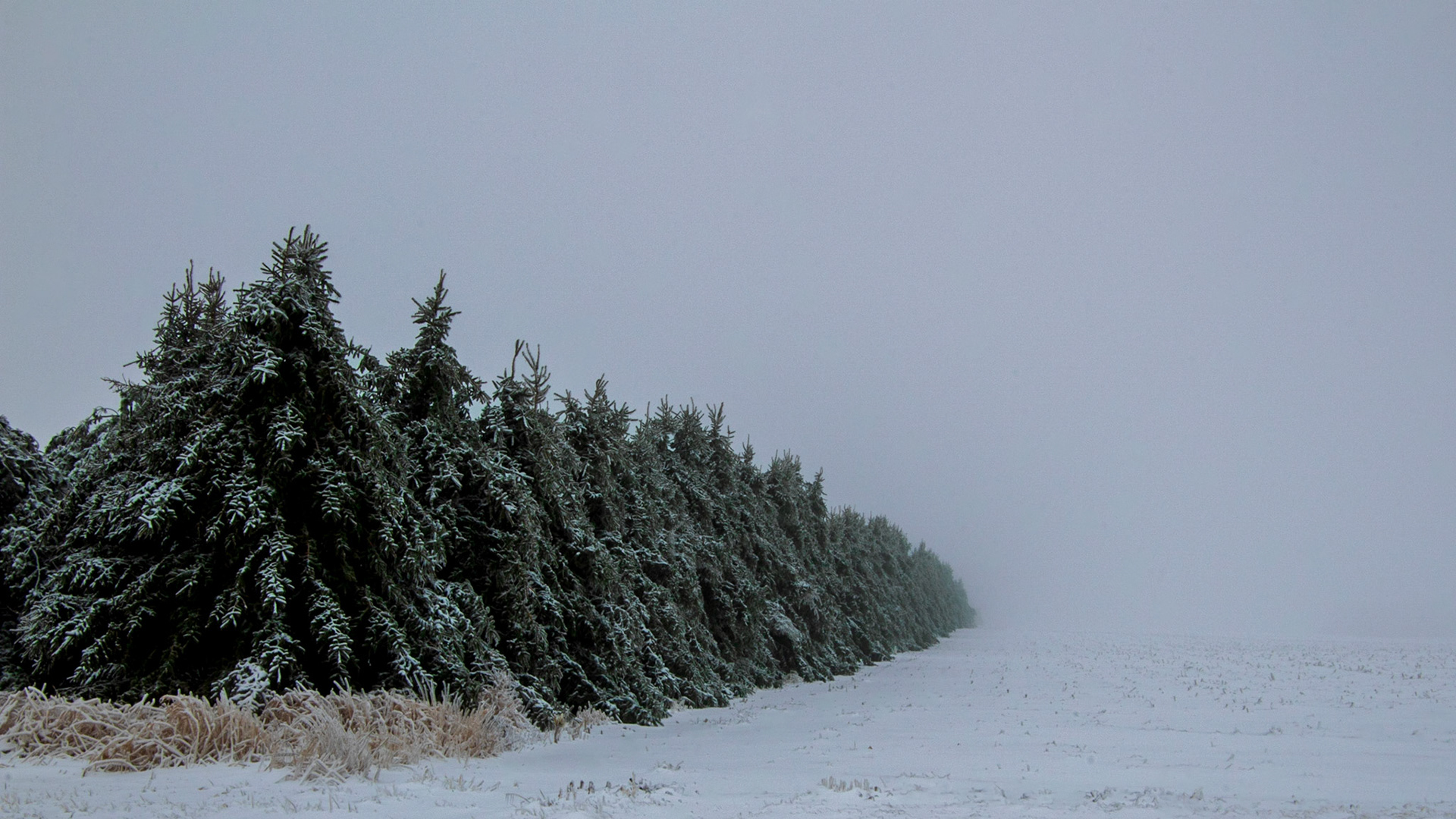 Tree Line Snow Fog