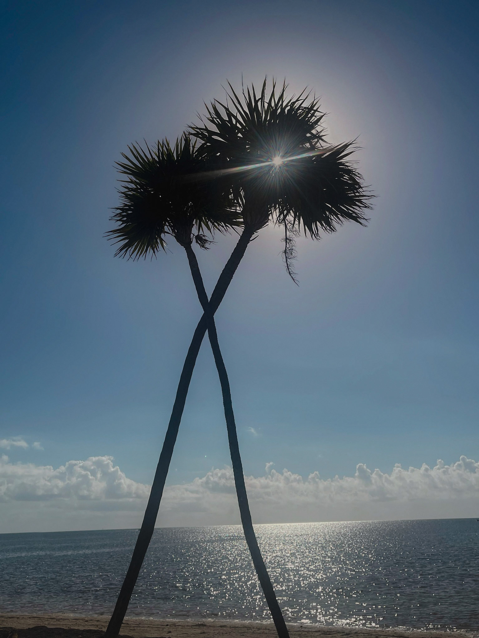 Palm Trees Florida Keys