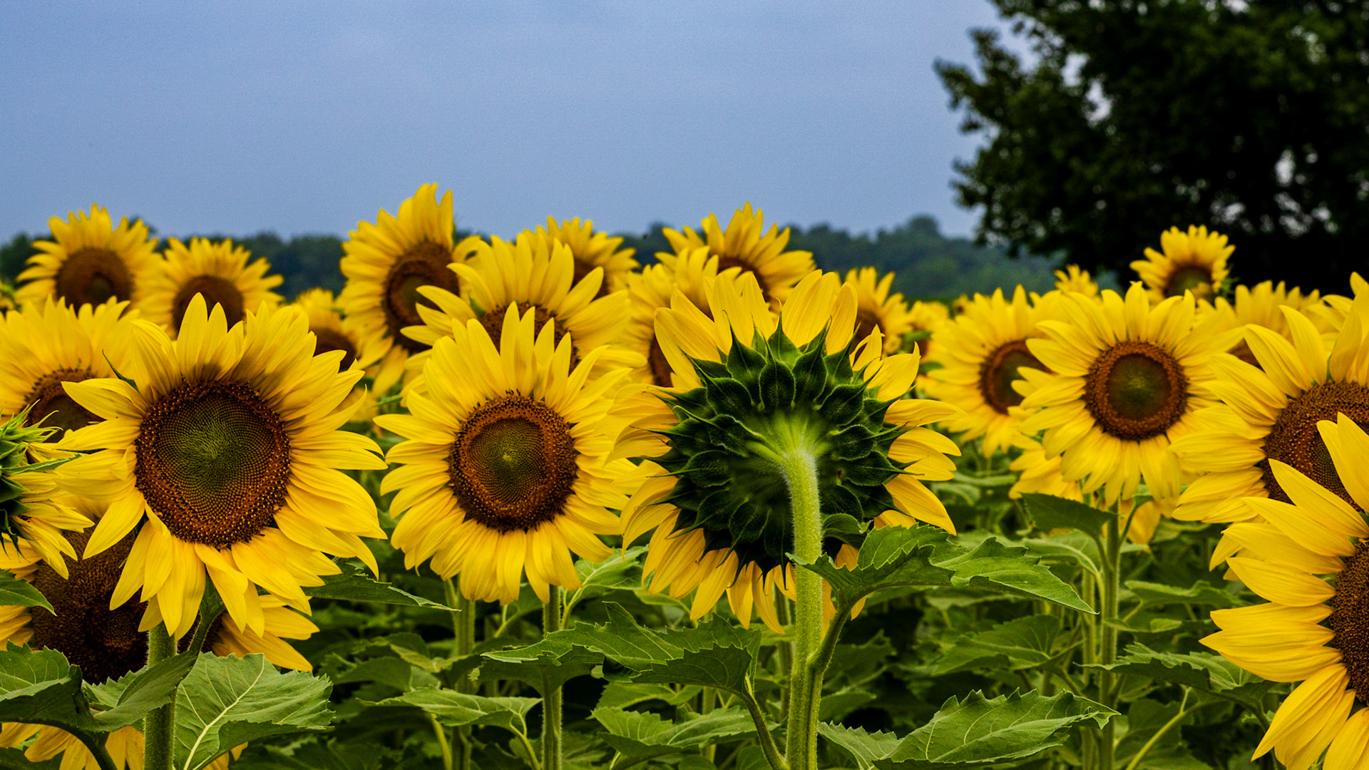 Sunflower Facing Away