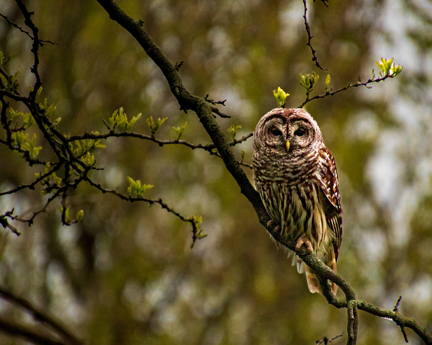 Owl on Branch